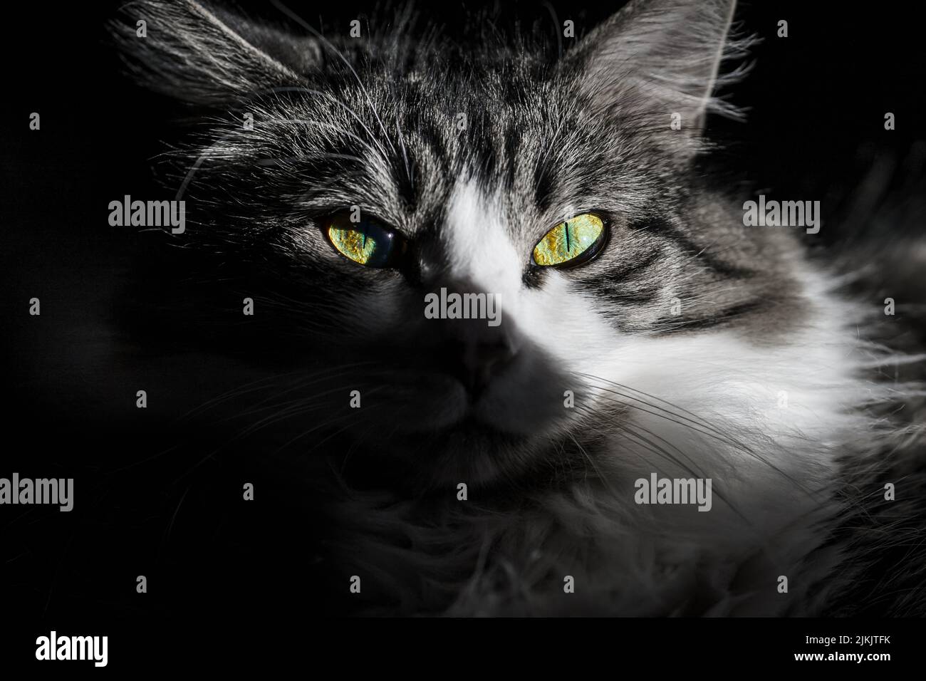 Un primo piano di un gatto grigio soffice con occhi verdi viziosi Foto Stock