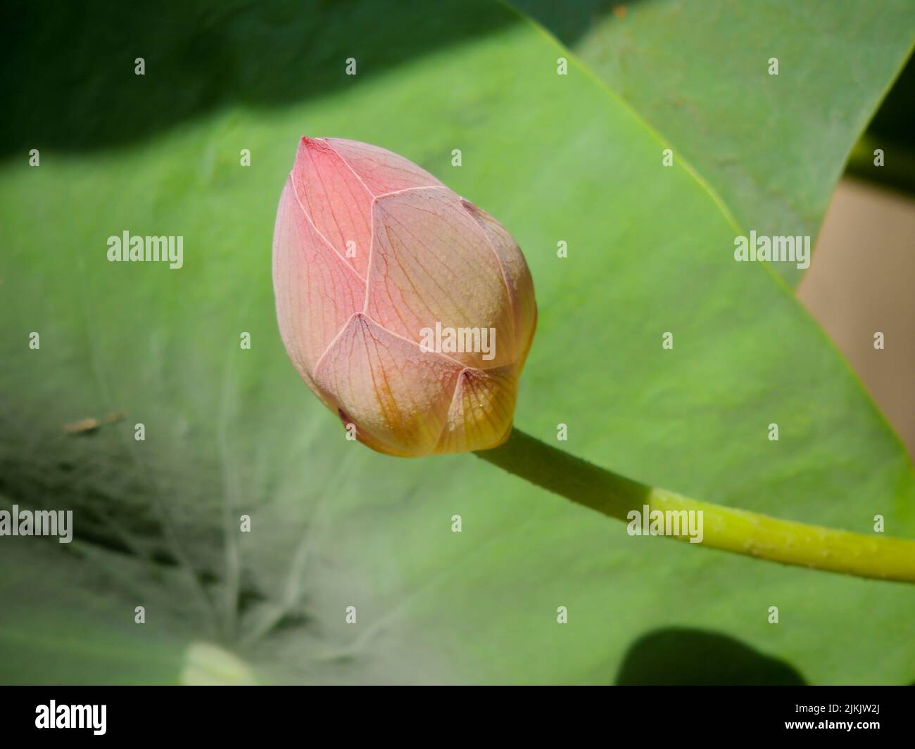 Un primo piano del fiore rosa bocciolo di loto con foglie sullo sfondo Foto Stock