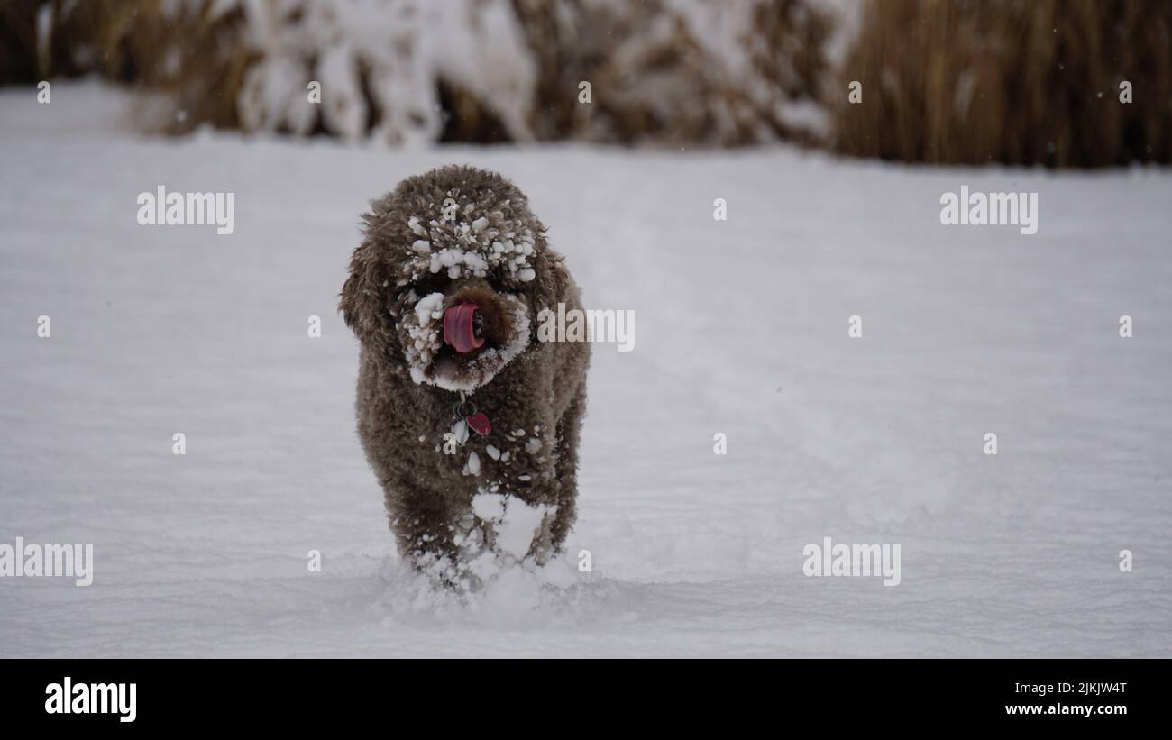 Un cane marrone Lagotto Romagnolo che cammina su un terreno innevato con una faccia innevata Foto Stock