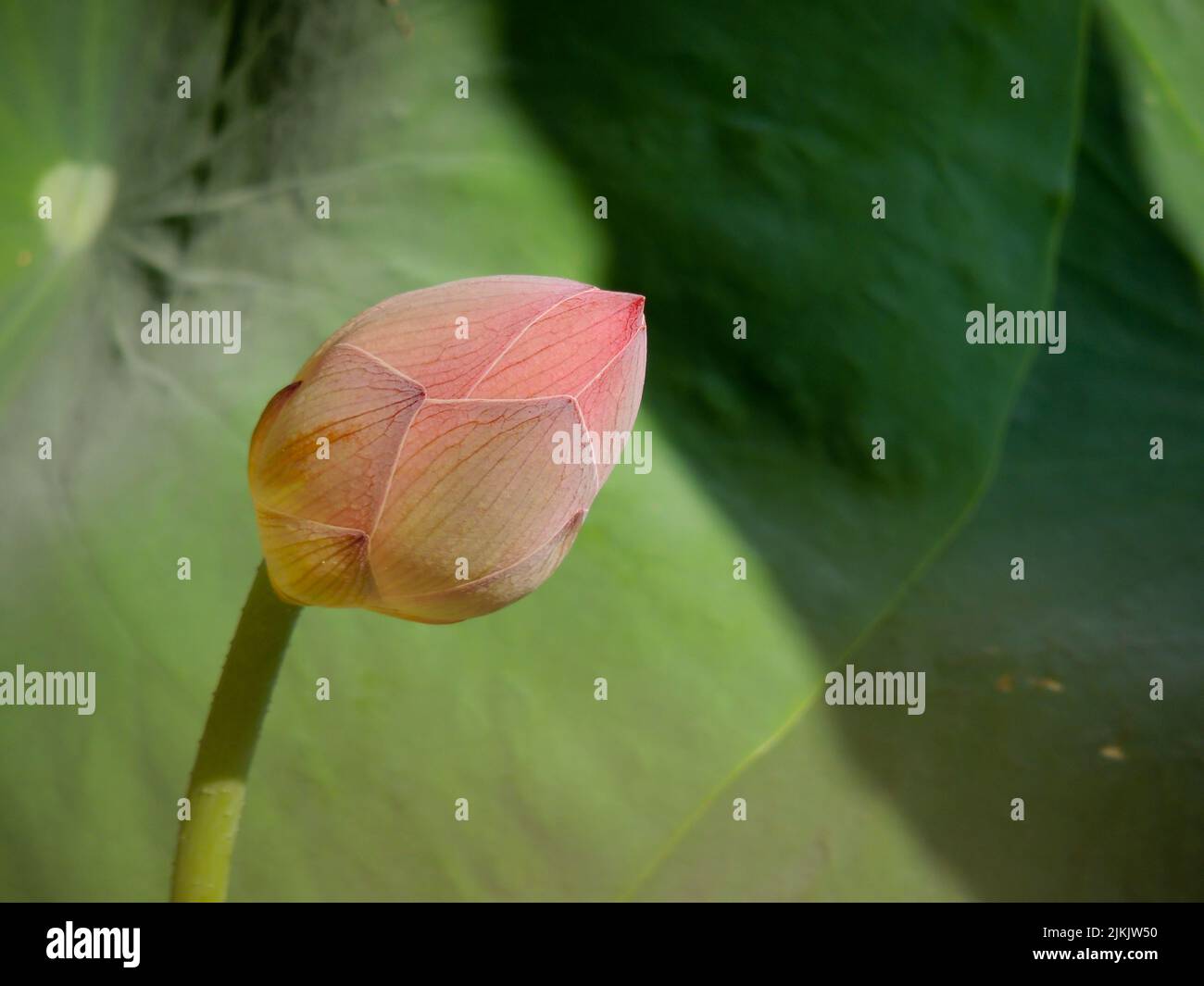 Un primo piano del fiore rosa bocciolo di loto con foglie sullo sfondo Foto Stock