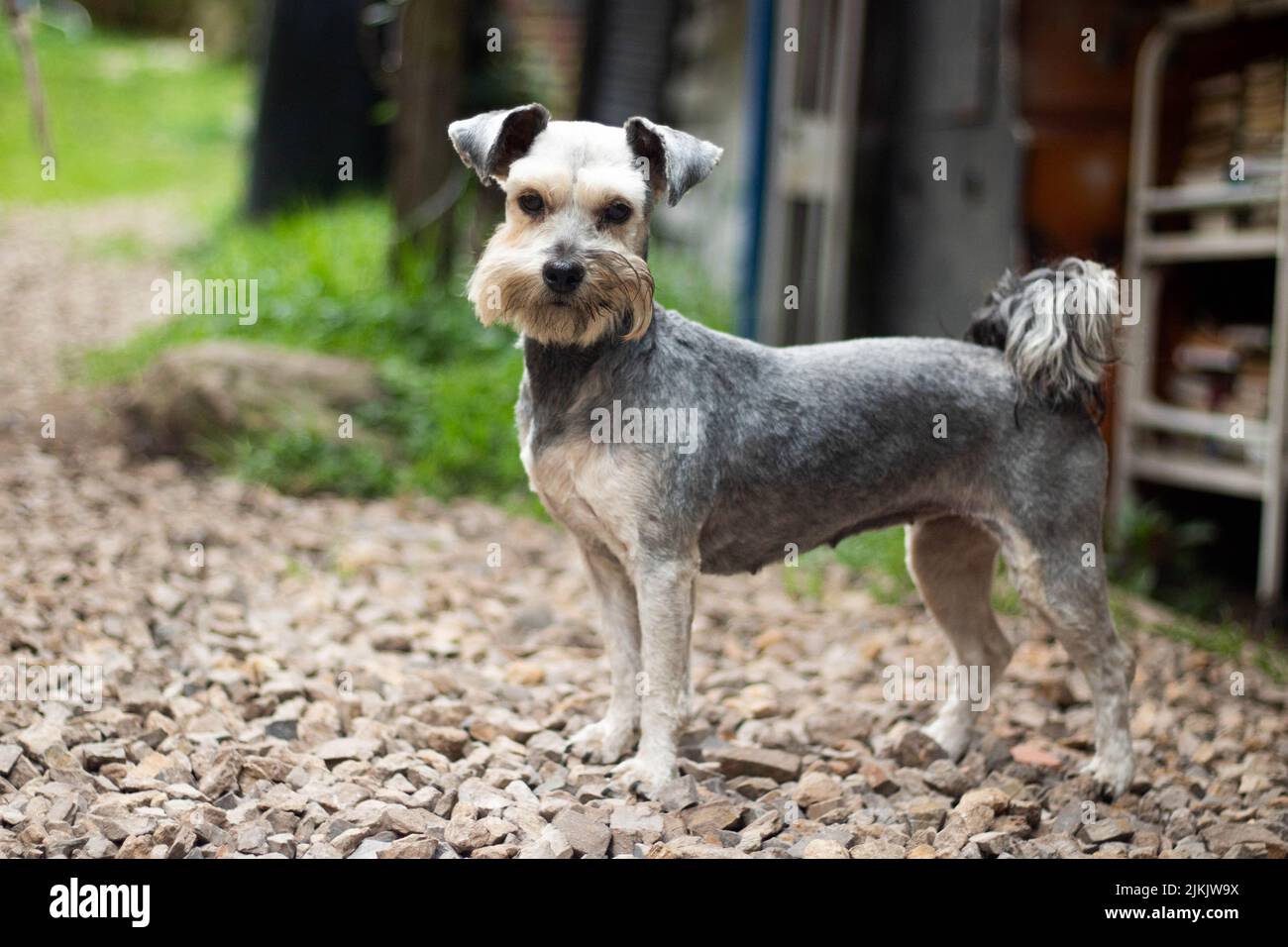 Un primo piano di un Schnauzer in miniatura in piedi sulle rotaie nel cortile di casa durante il giorno con sfondo sfocato Foto Stock