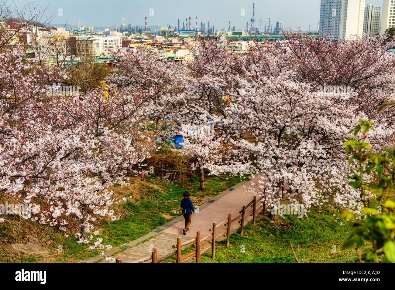 Uno scatto aereo di una persona che cammina lungo un sentiero fiancheggiato da ciliegie in fiore (Prunus sargentii) nel Seonam Lake Park a Ulsan, Corea del Sud Foto Stock