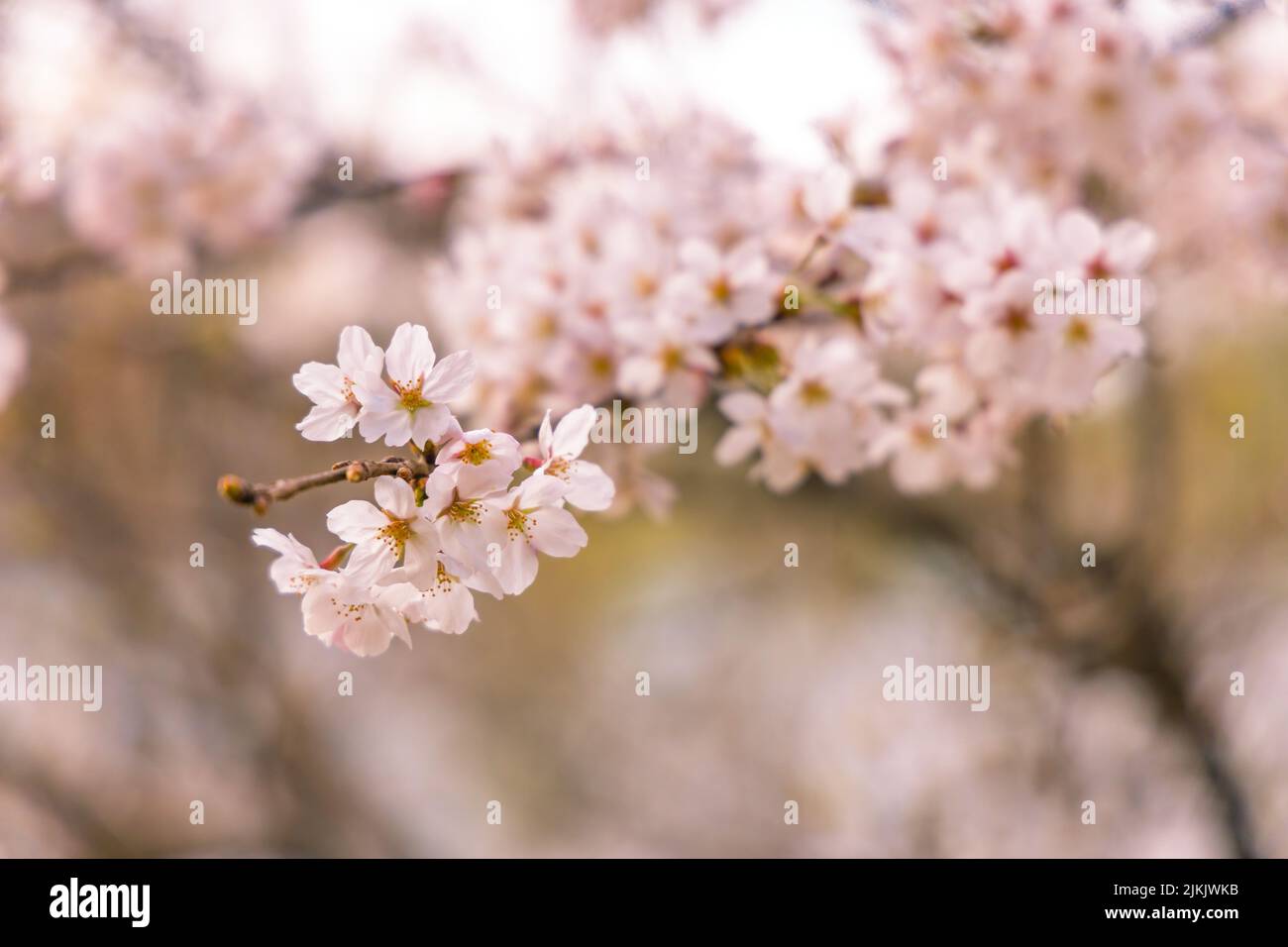 Un primo piano poco profondo di fiori di ciliegio (Prunus sargentii) Foto Stock