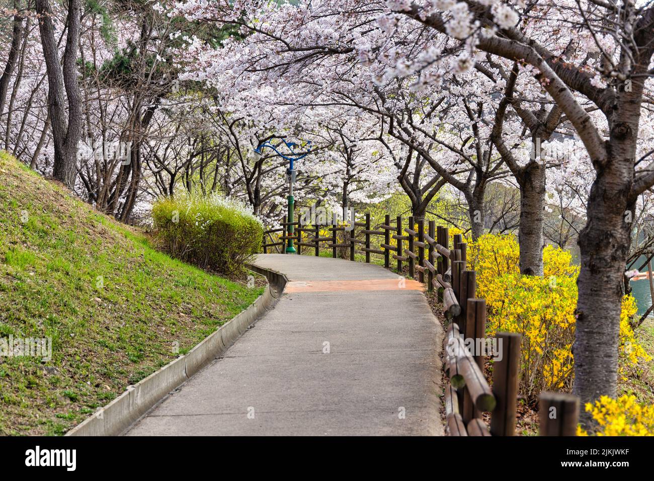 Una bella foto di fiori di ciliegio (Prunus sargentii) che fiancheggia un passaggio nel Seonam Lake Park a Ulsan, Corea del Sud Foto Stock