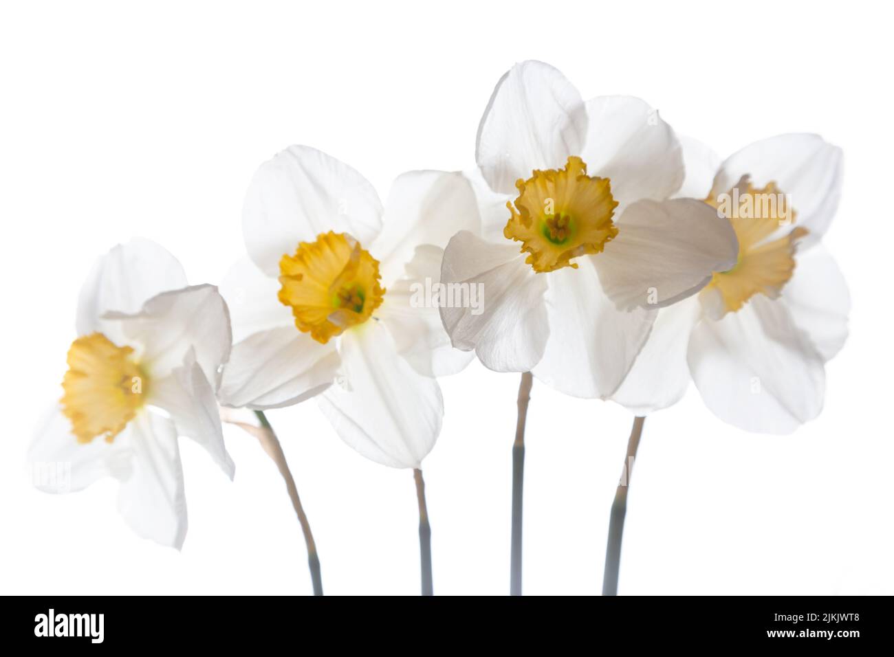 Naffodils bianchi su sfondo bianco. Messa a fuoco selettiva. Foto Stock