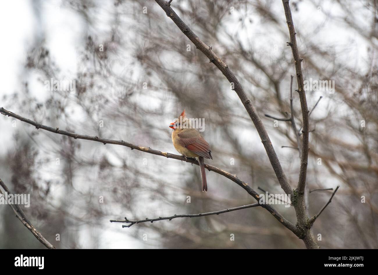 Un piccolo uccello cardinale comune (Cardinalis cardinalis) seduto su un ramo d'albero su uno sfondo sfocato Foto Stock