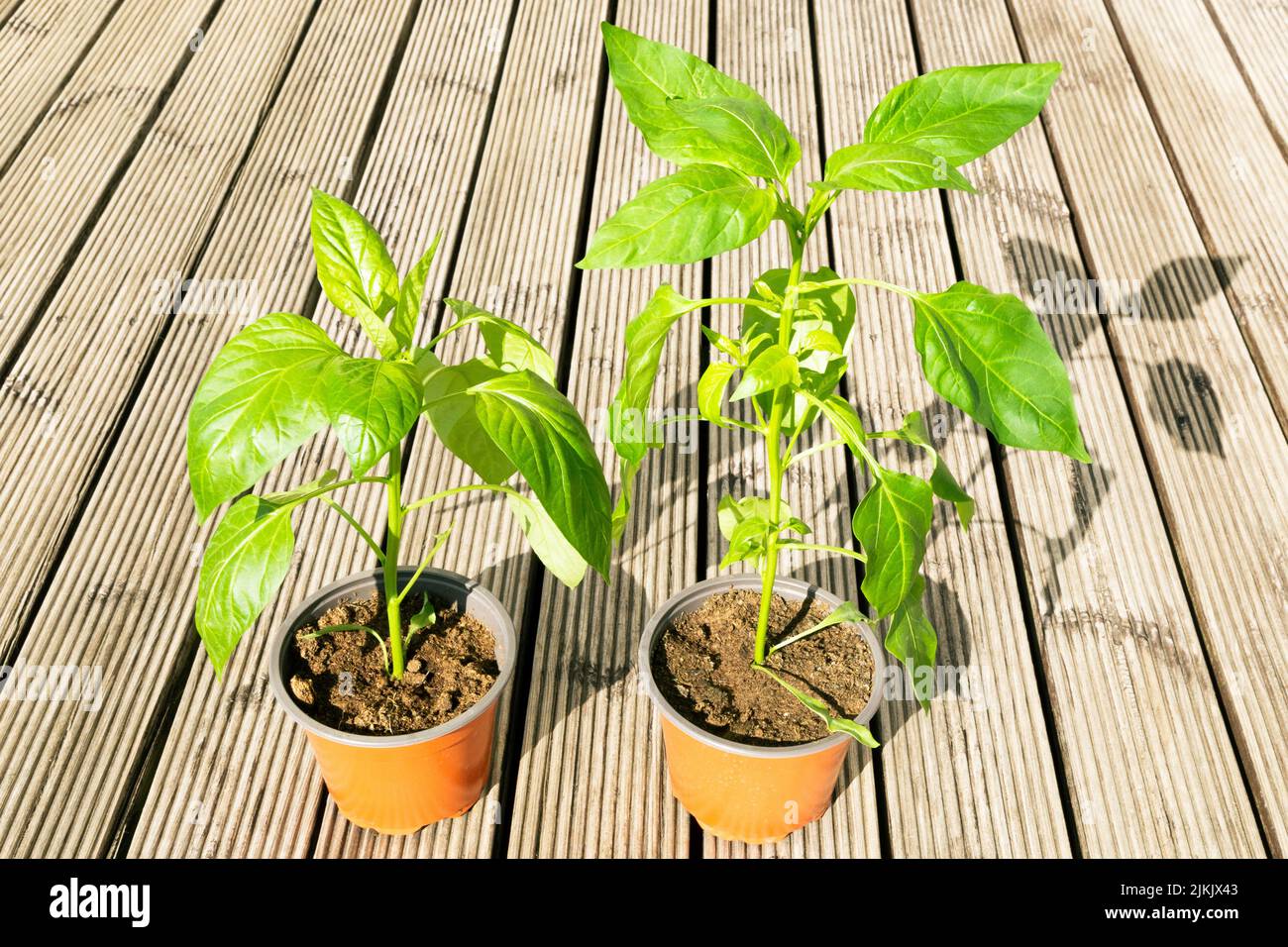 Pentole di piante di capsicum su una superficie di legno Foto Stock