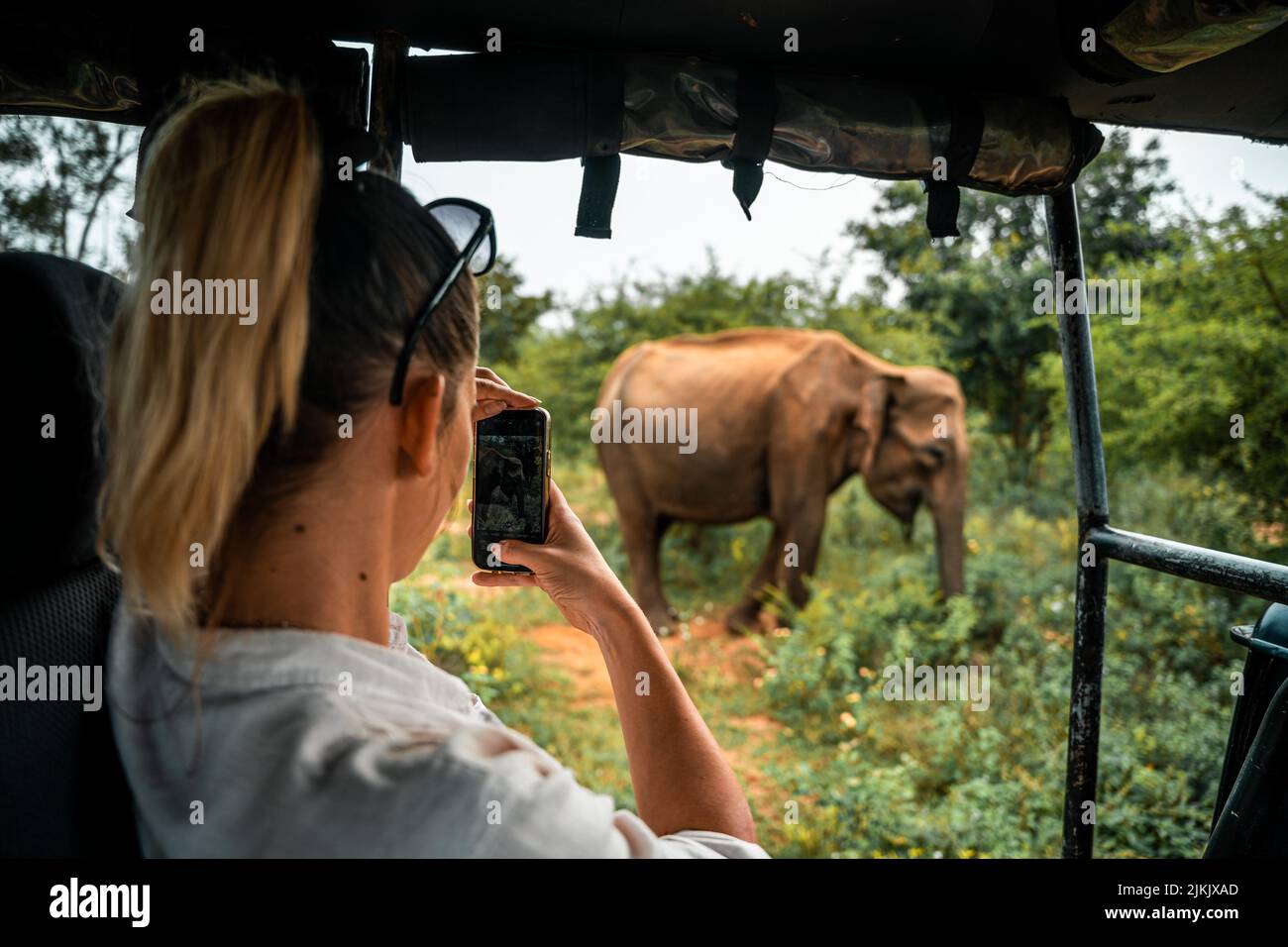 Una giovane donna che scatta una foto di un elefante in un safari in Sri Lanka Foto Stock