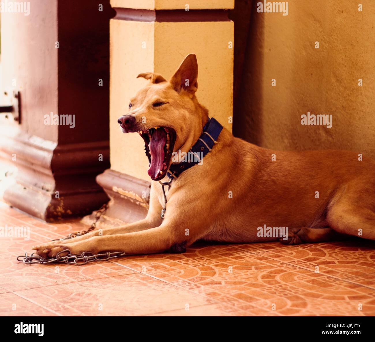 Un ritratto di un cane marrone che sbadigliava all'interno di una casa Foto Stock