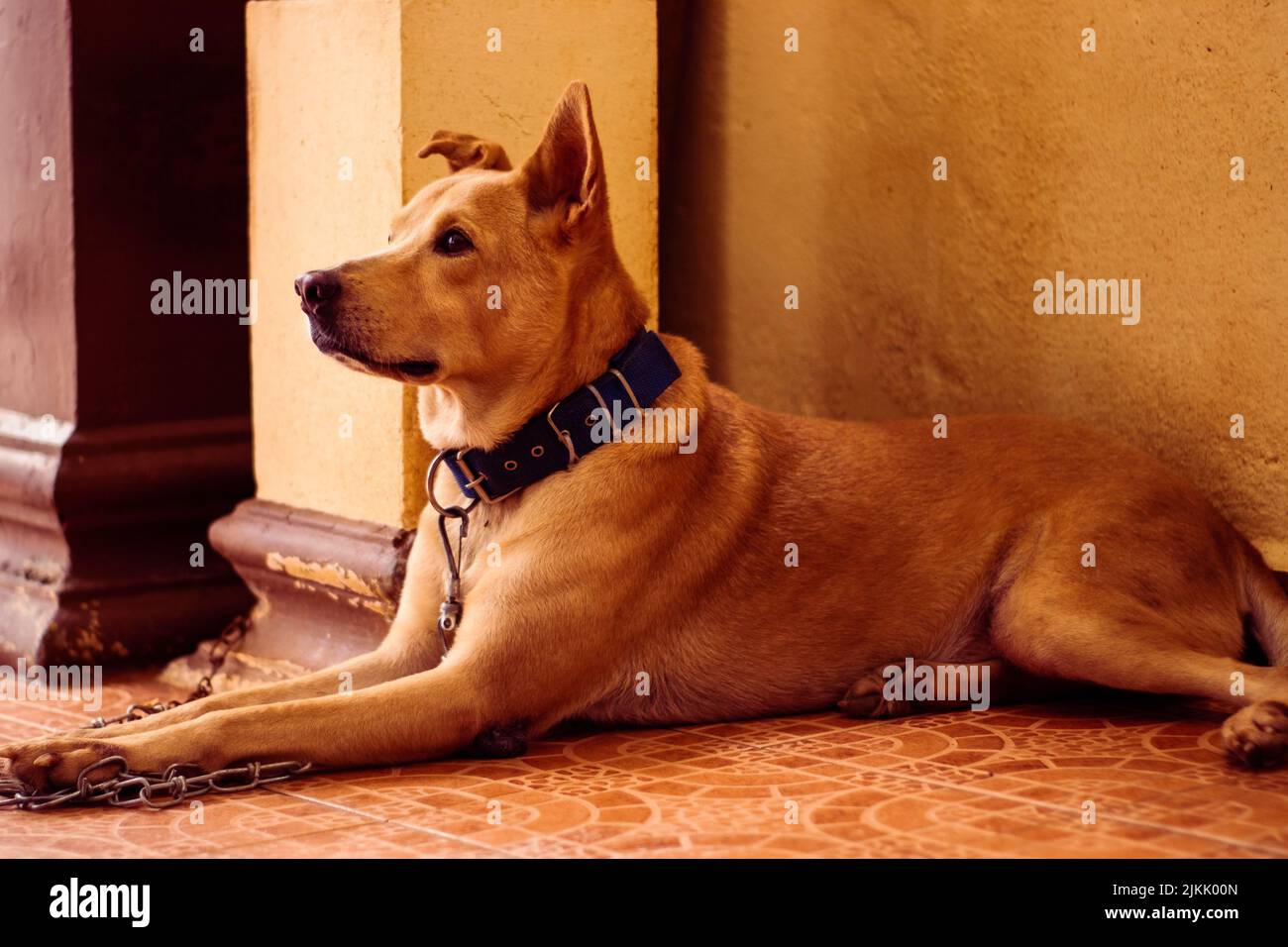 Un ritratto di un cane marrone all'interno di una casa Foto Stock