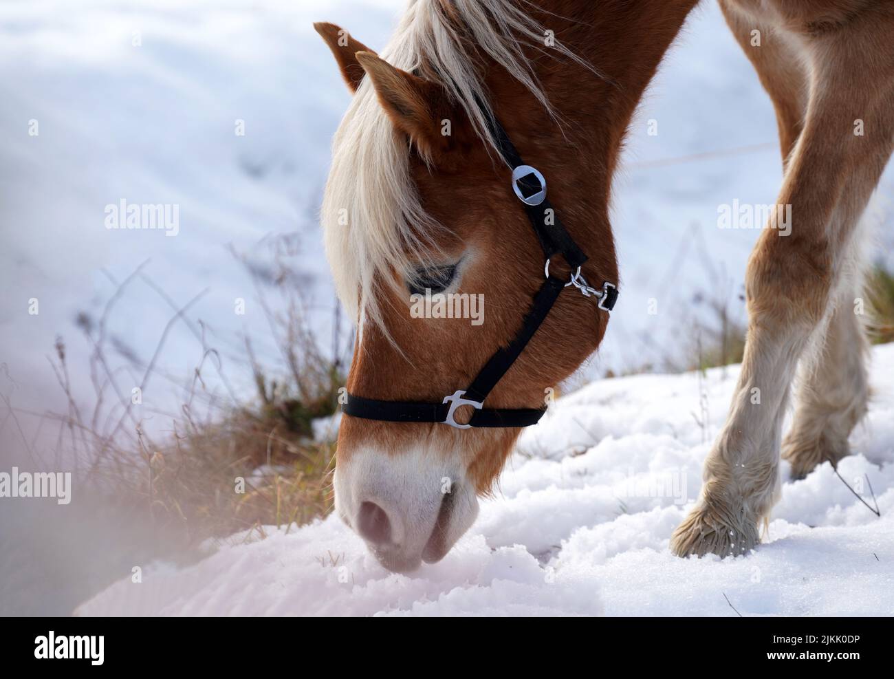 Un primo piano di un cavallo marrone che sniffa la neve Foto Stock