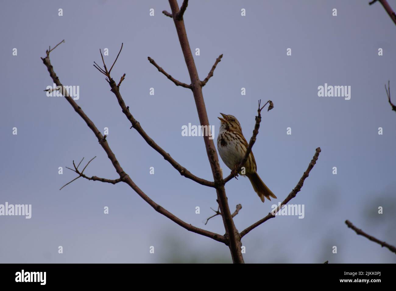 Una foto di un uccello su un ramoscello Foto Stock
