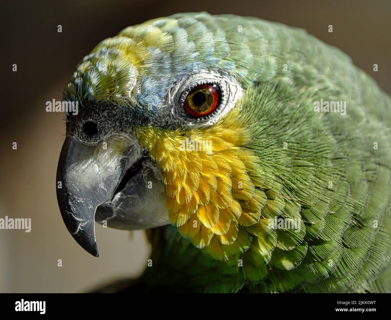 Un primo piano del pappagallo di amazzonia con alette arancioni sullo sfondo sfocato Foto Stock