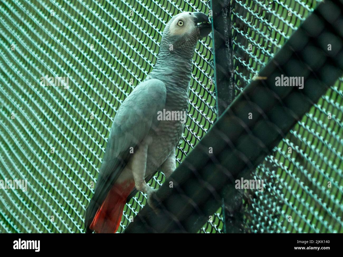 Un primo piano di un pappagallo nella gabbia dello zoo Foto Stock