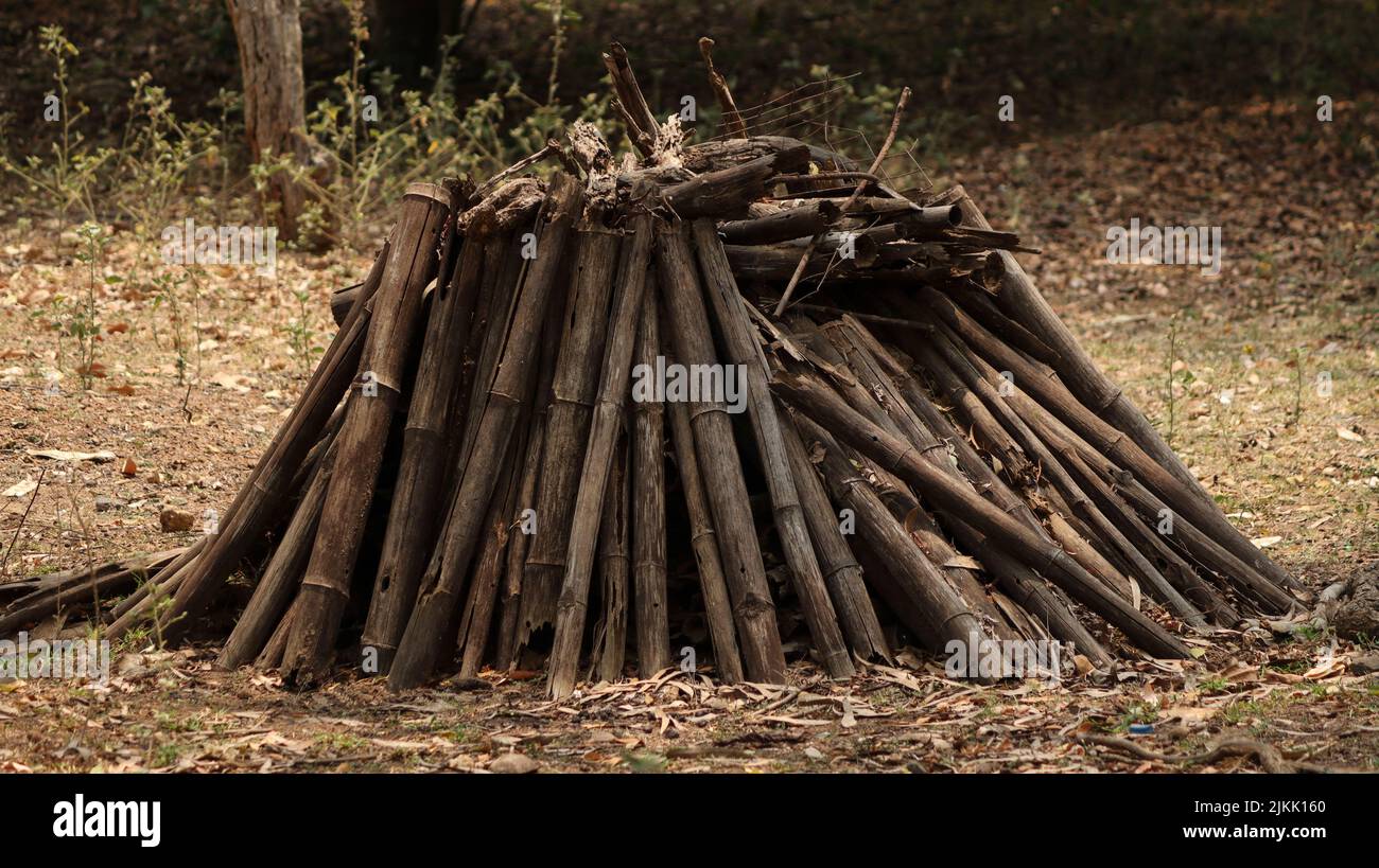 Un mucchio di legno asciutto in una foresta Foto Stock