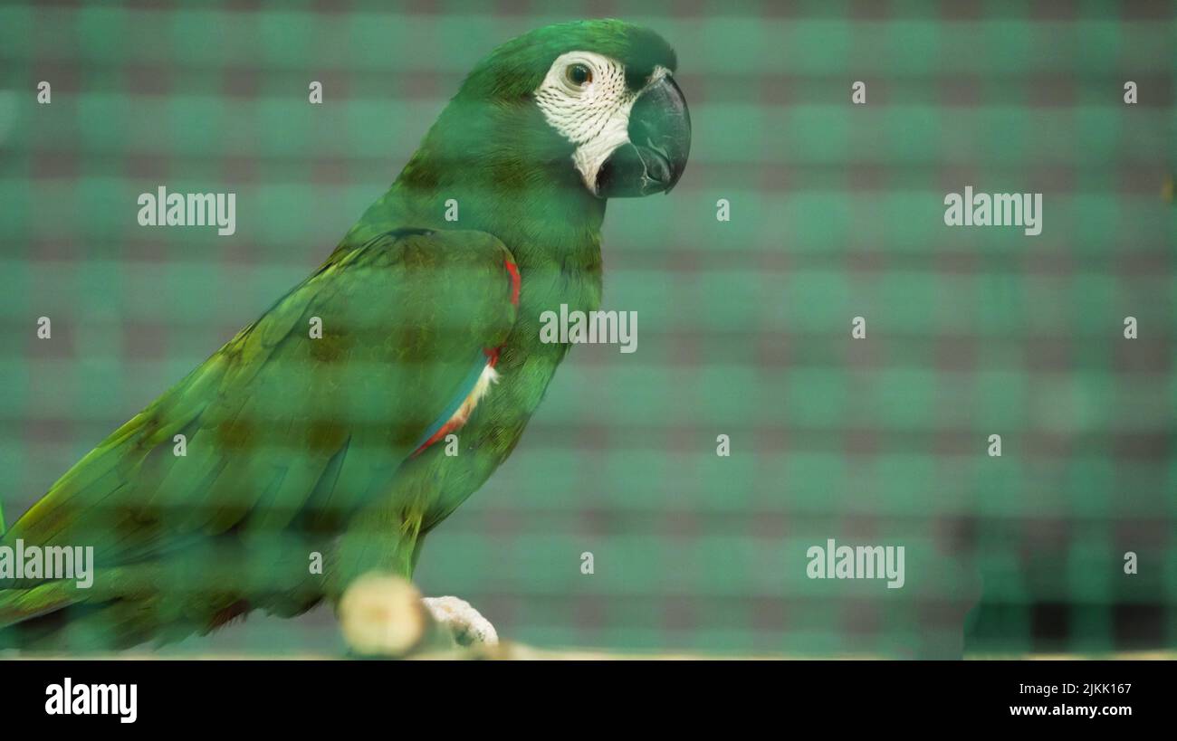 Un primo piano di un pappagallo nella gabbia dello zoo Foto Stock