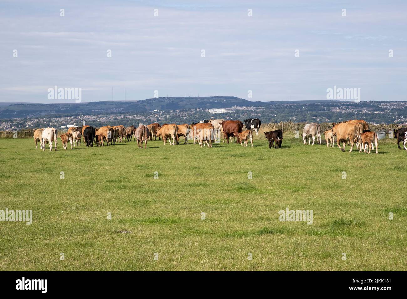 Un gregge di bestiame che viene spostato in un nuovo campo di pascolo fresco in estate sulle alture di Huddersfield nel Yorkshire occidentale, Regno Unito Foto Stock