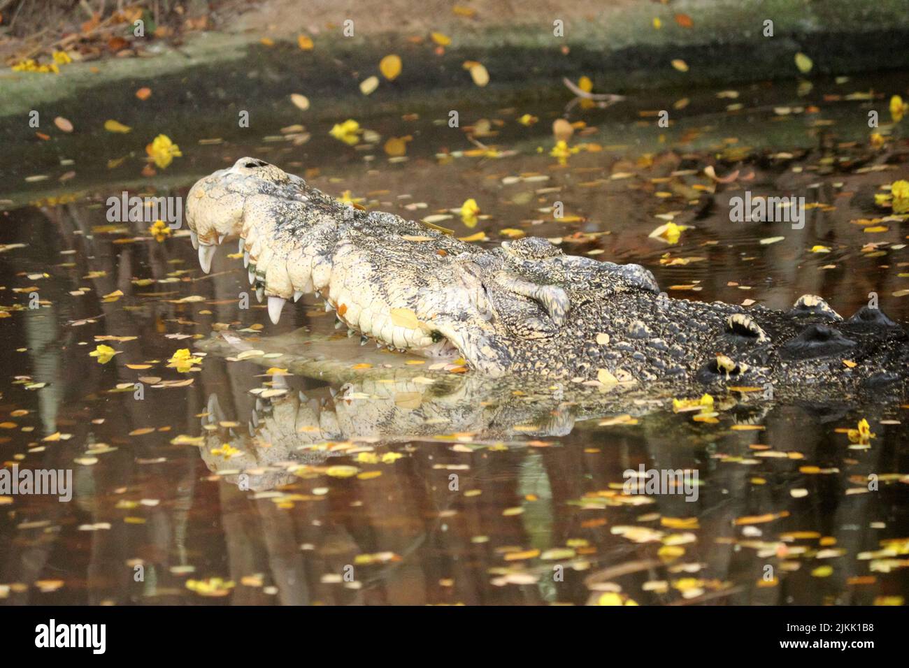Un coccodrillo immerso nell'acqua nel suo habitat naturale Foto Stock