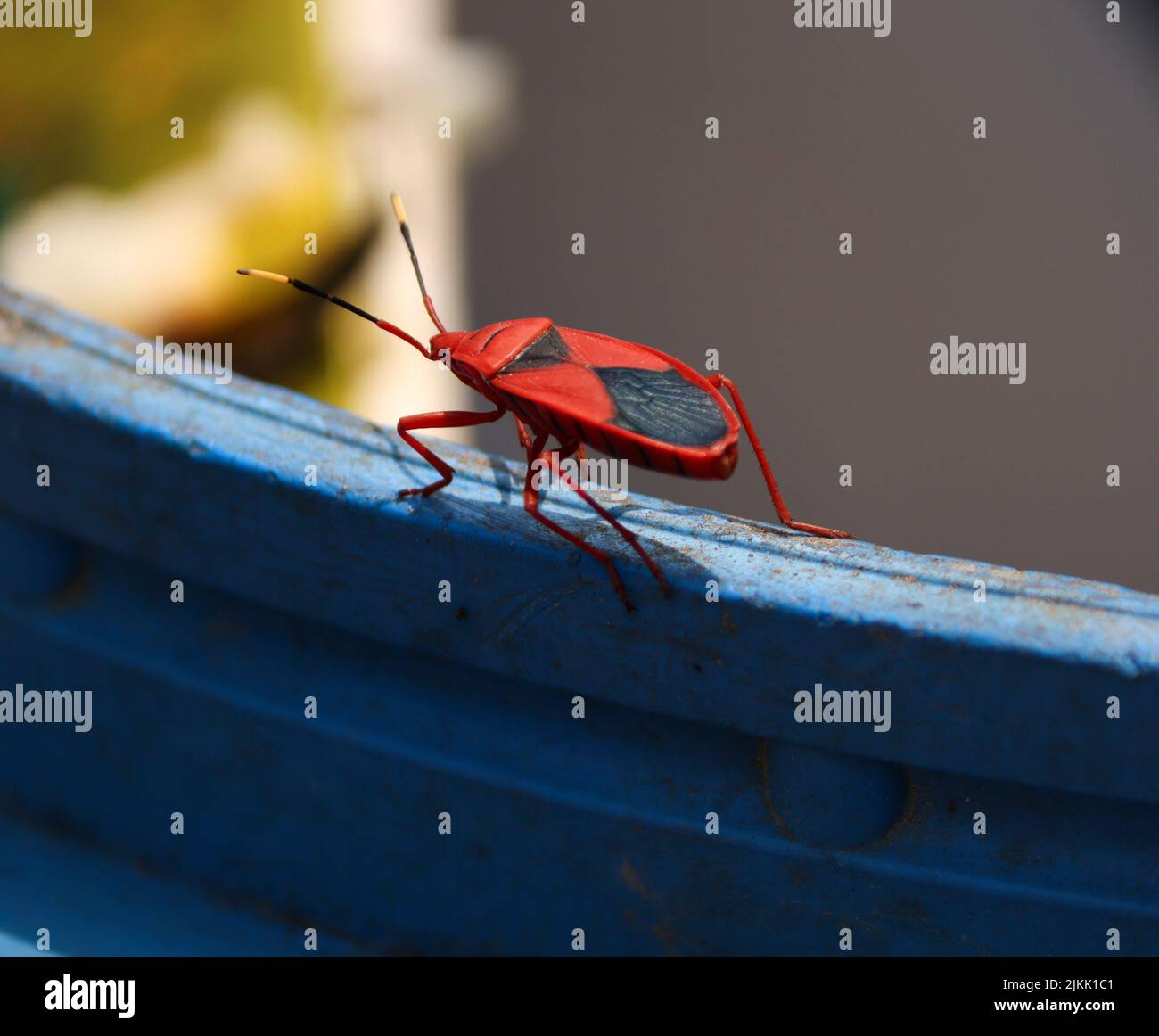 Un primo piano di un piccolo insetto rosso su uno sfondo sfocato Foto Stock
