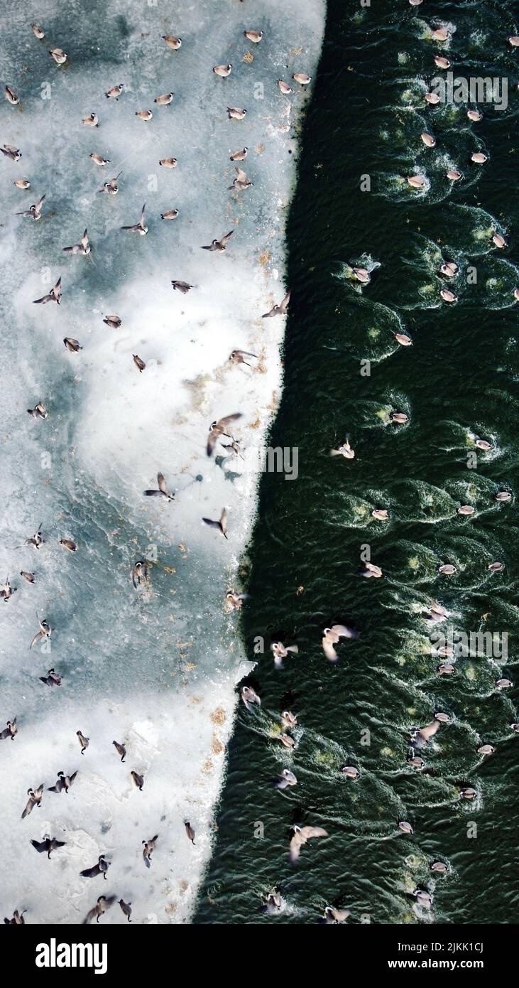 Una foto aerea drone di uccelli che saltano dal ghiaccio e in acqua Foto Stock