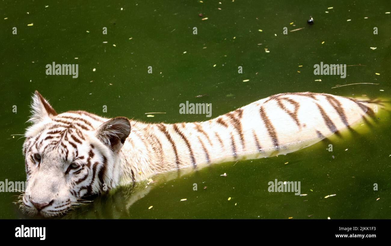 Una tigre bianca in piedi nell'acqua Foto Stock