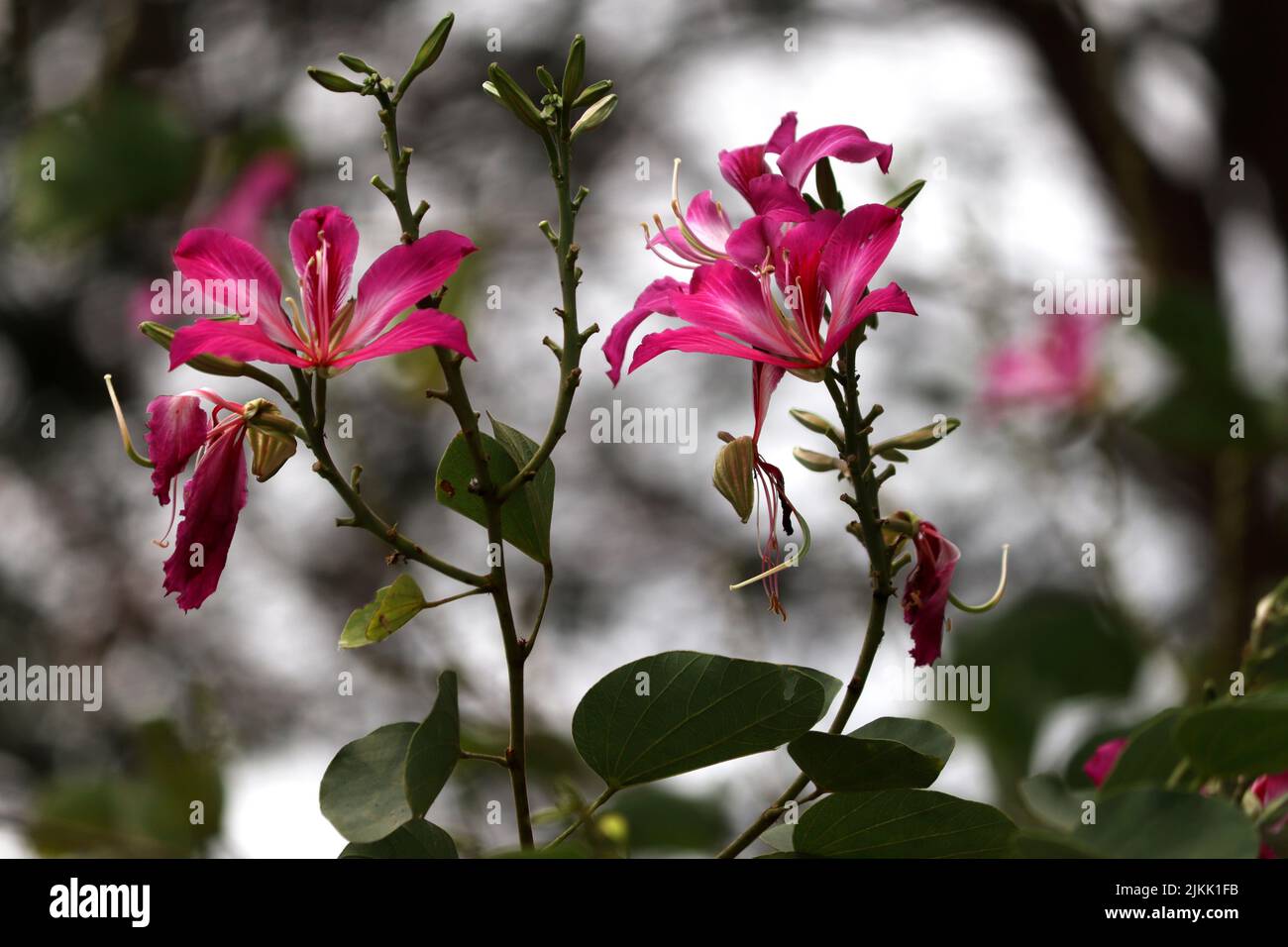 Un primo piano di un fiore rosa bauhinia che fiorisce contro il verde Foto Stock