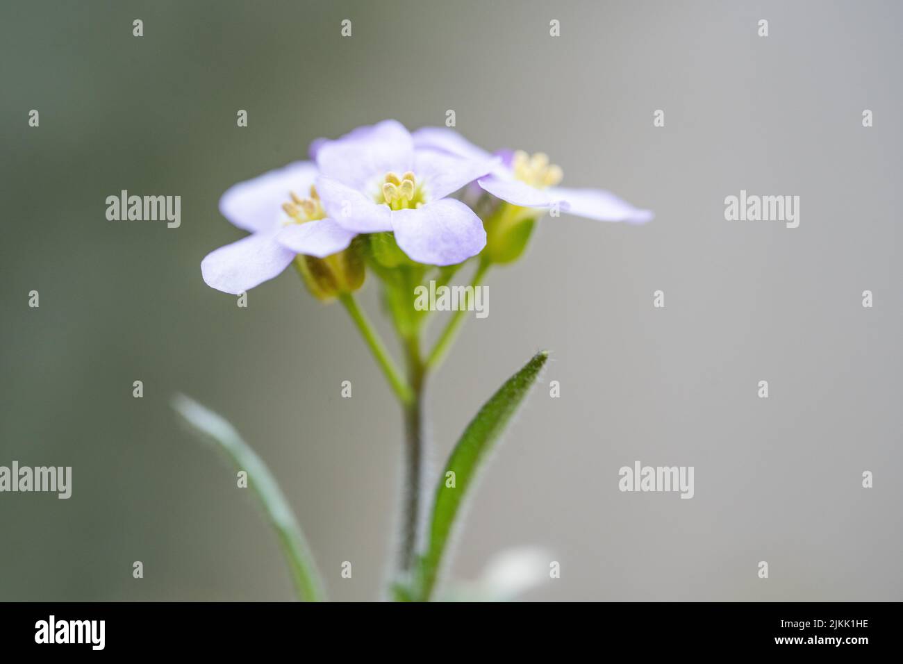 Un primo piano di un bel fiore alla luce del giorno Foto Stock