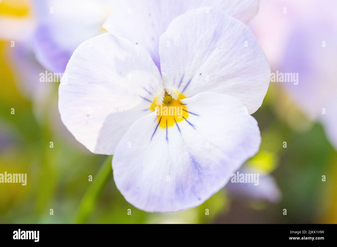 Un primo piano di un bel fiore alla luce del giorno Foto Stock