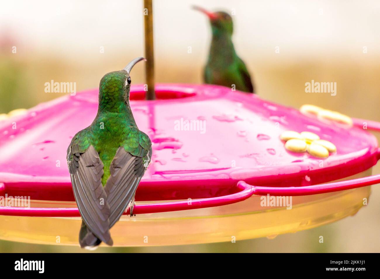 Un colpo selettivo di fuoco di un colibrì brillante verde-incoronato bere nettare dal bird feeder nel giardino con sfondo sfocato Foto Stock