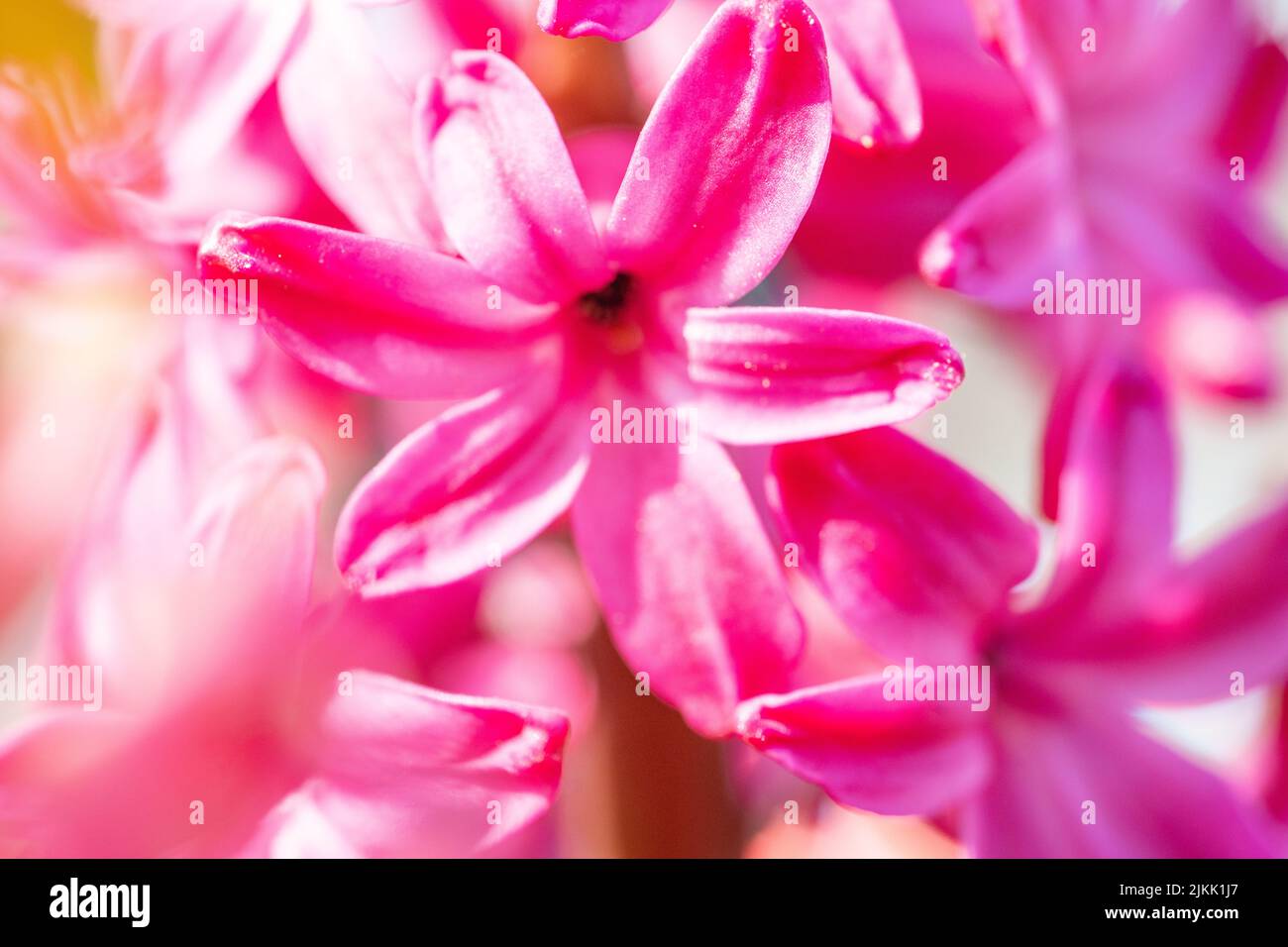 Un primo piano di un bel fiore rosa in luce del giorno Foto Stock
