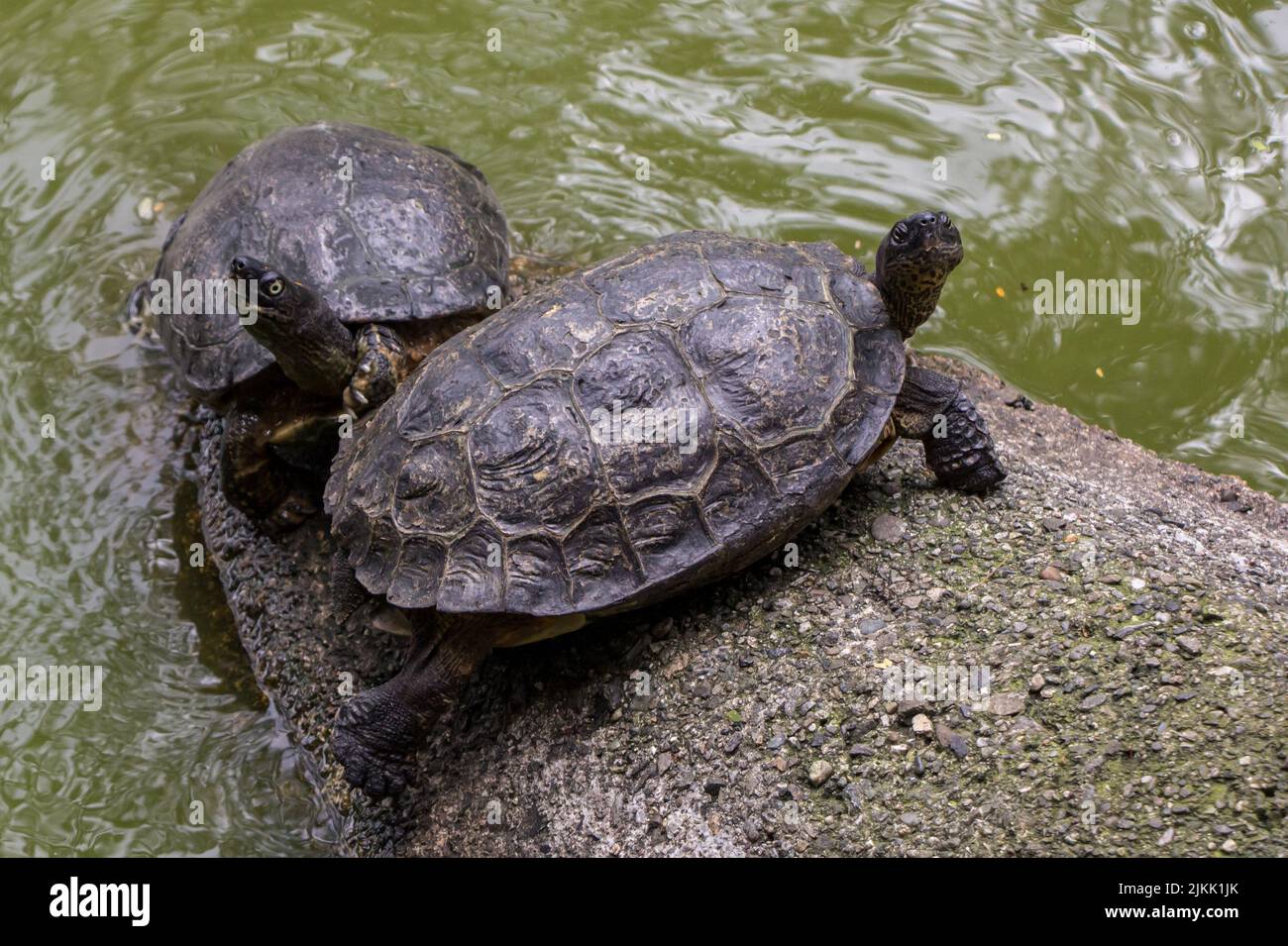 Un bellissimo scatto di due tartarughe spagnole stagno seduto su una roccia bagnata circondata da acqua durante il giorno Foto Stock