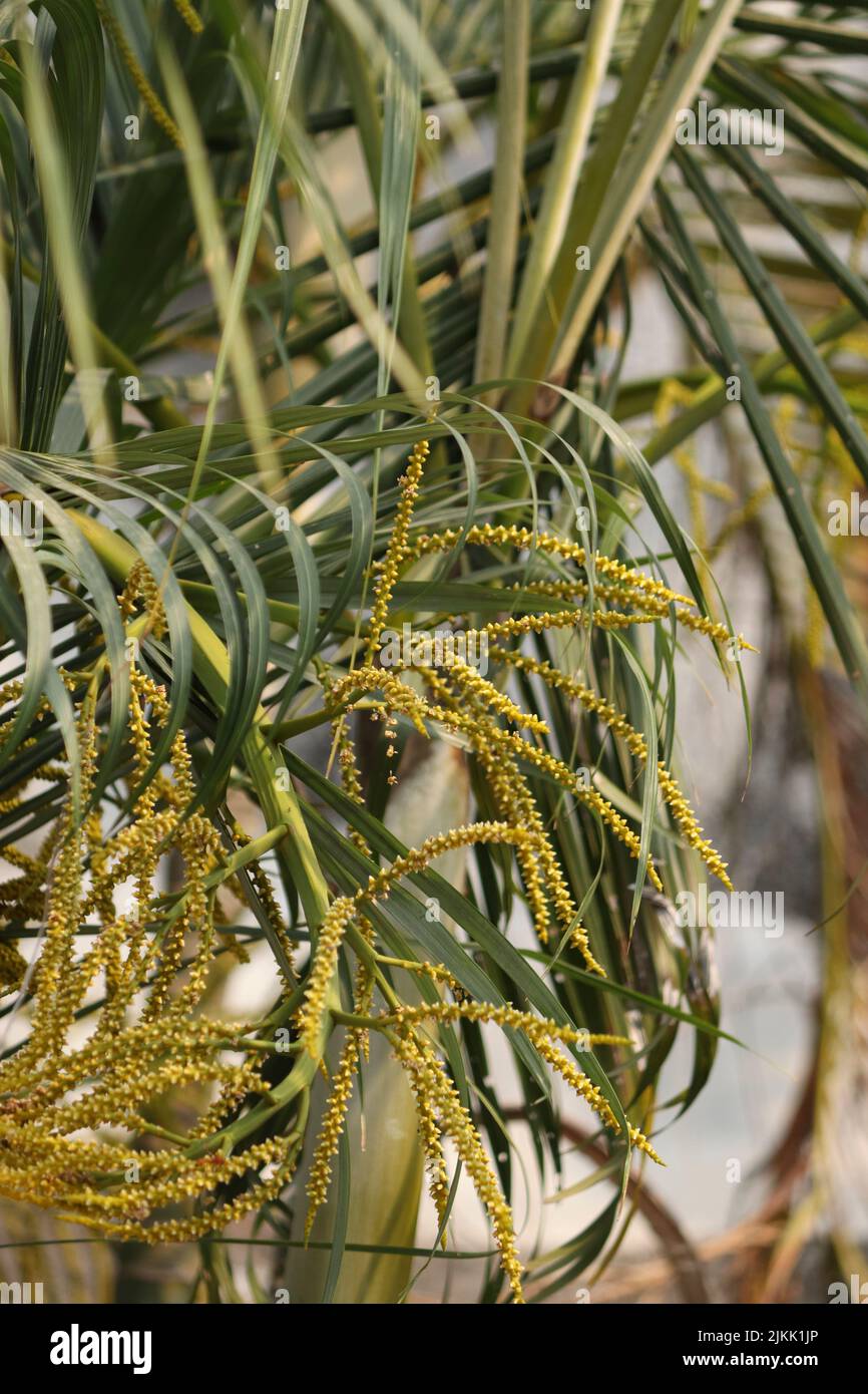 Un primo piano di semi di frutta di palma Areca Foto Stock