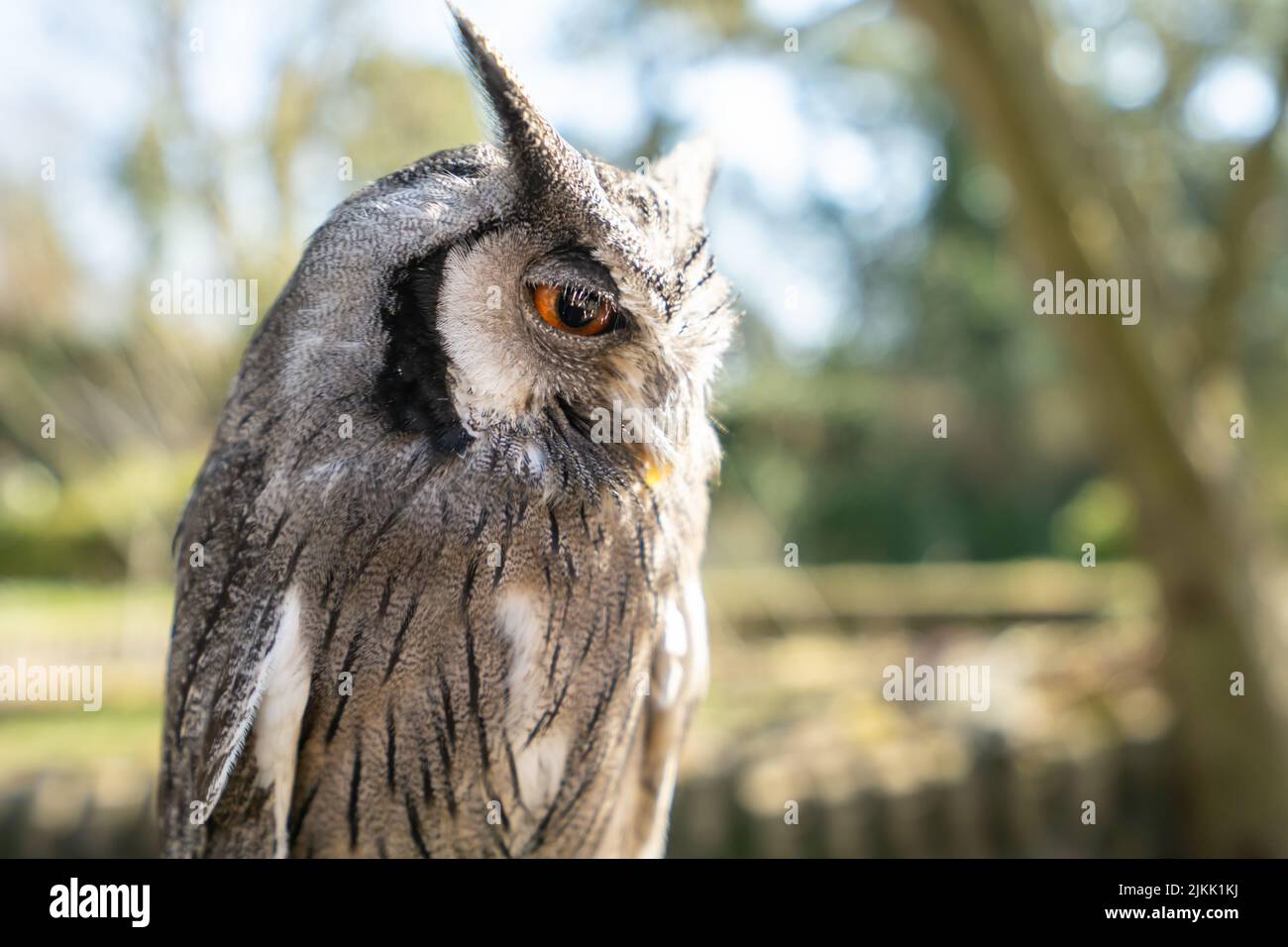 un colpo di gufo con occhi bruni Foto Stock