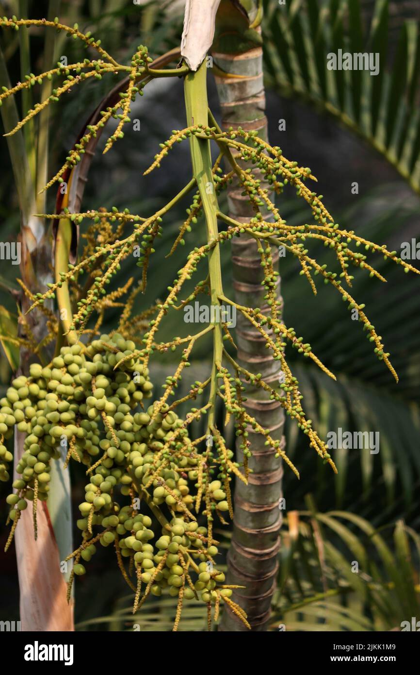 Un primo piano di semi di frutta di palma Areca Foto Stock