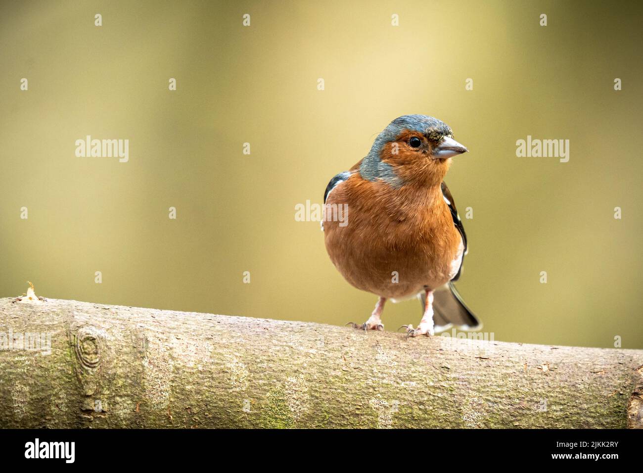 Un primo piano di vista di pinch di uccelli in norfolk Foto Stock