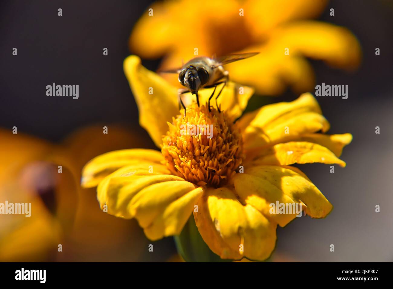 Un primo piano di un'ape che raccoglie polline da un fiore giallo brillante Foto Stock
