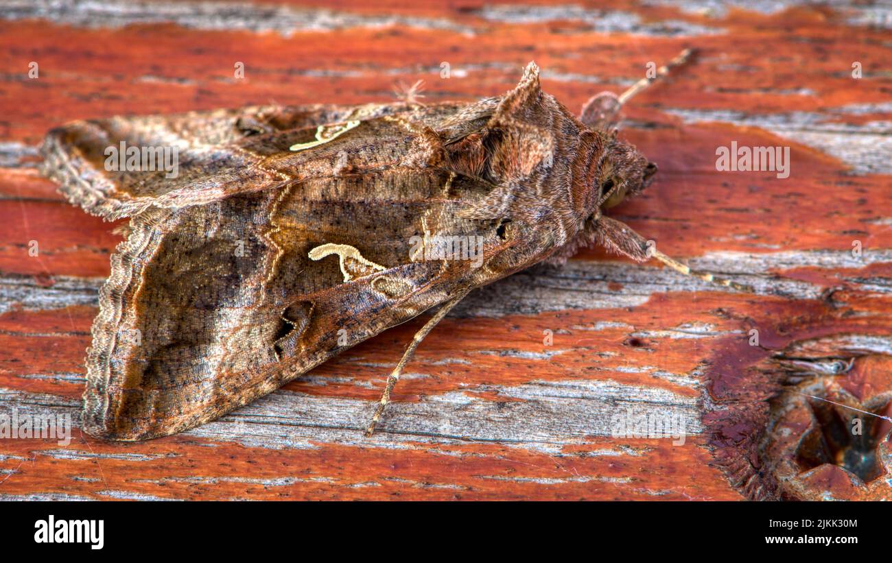 Una macro fotografia di paesaggio di una Y moth migratoria d'argento Foto Stock
