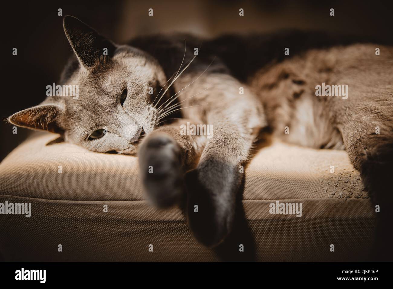 Un primo piano di un carino gatto sdraiato su un divano in una stanza Foto Stock