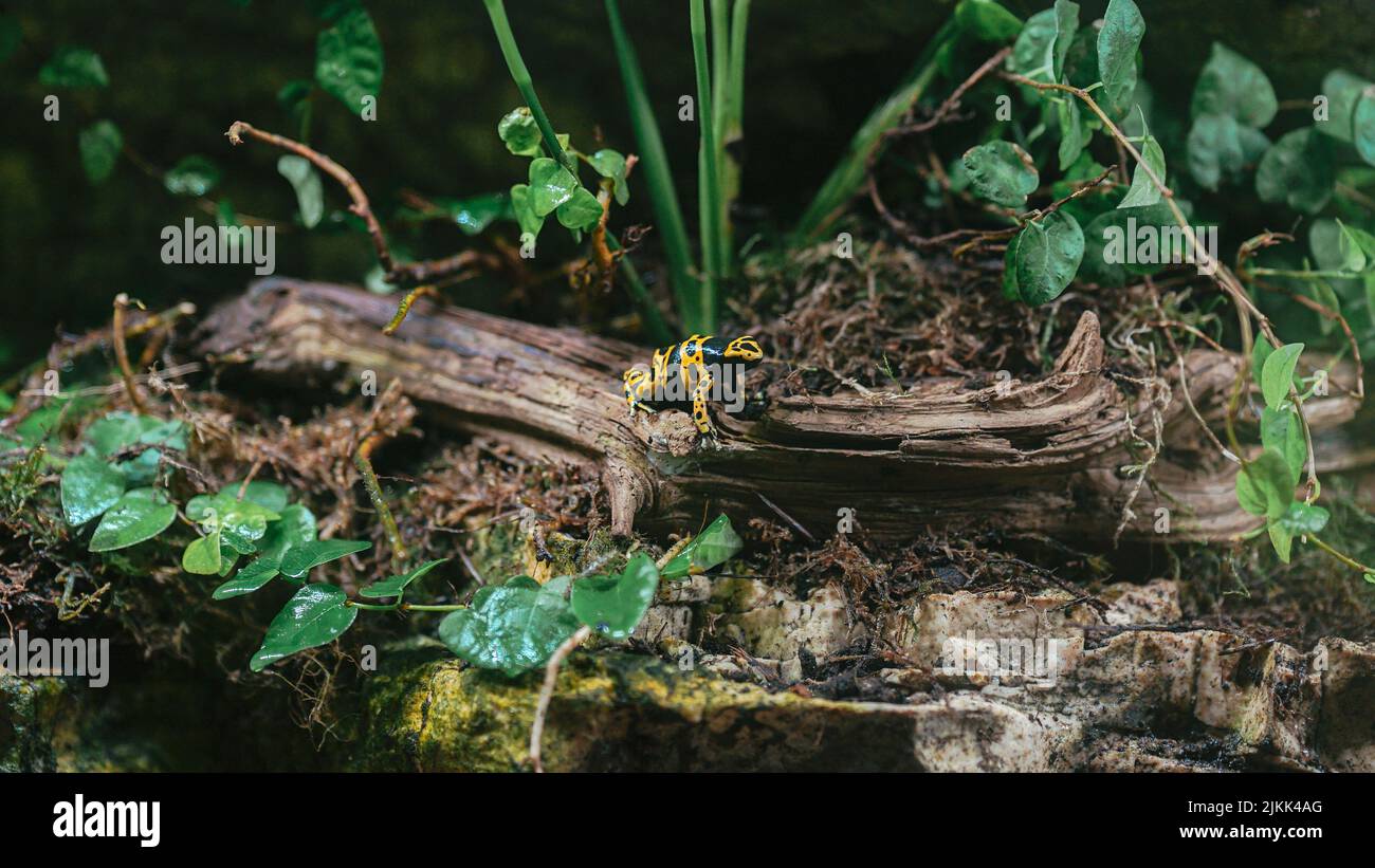 Una miniatura rane-gemme dalla foresta pluviale su un legno in giardino Foto Stock