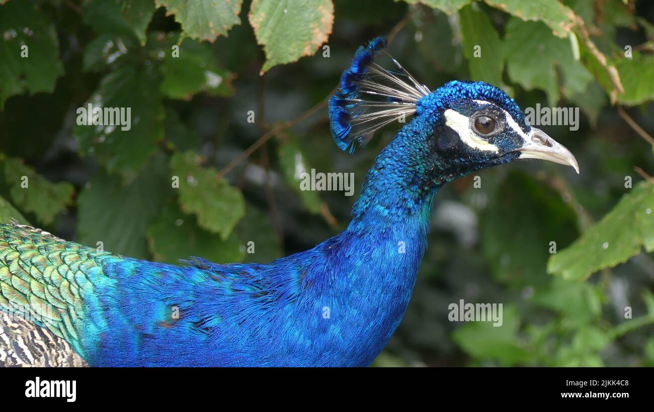 Un bel pavone allo zoo di Francoforte, in Germania Foto Stock