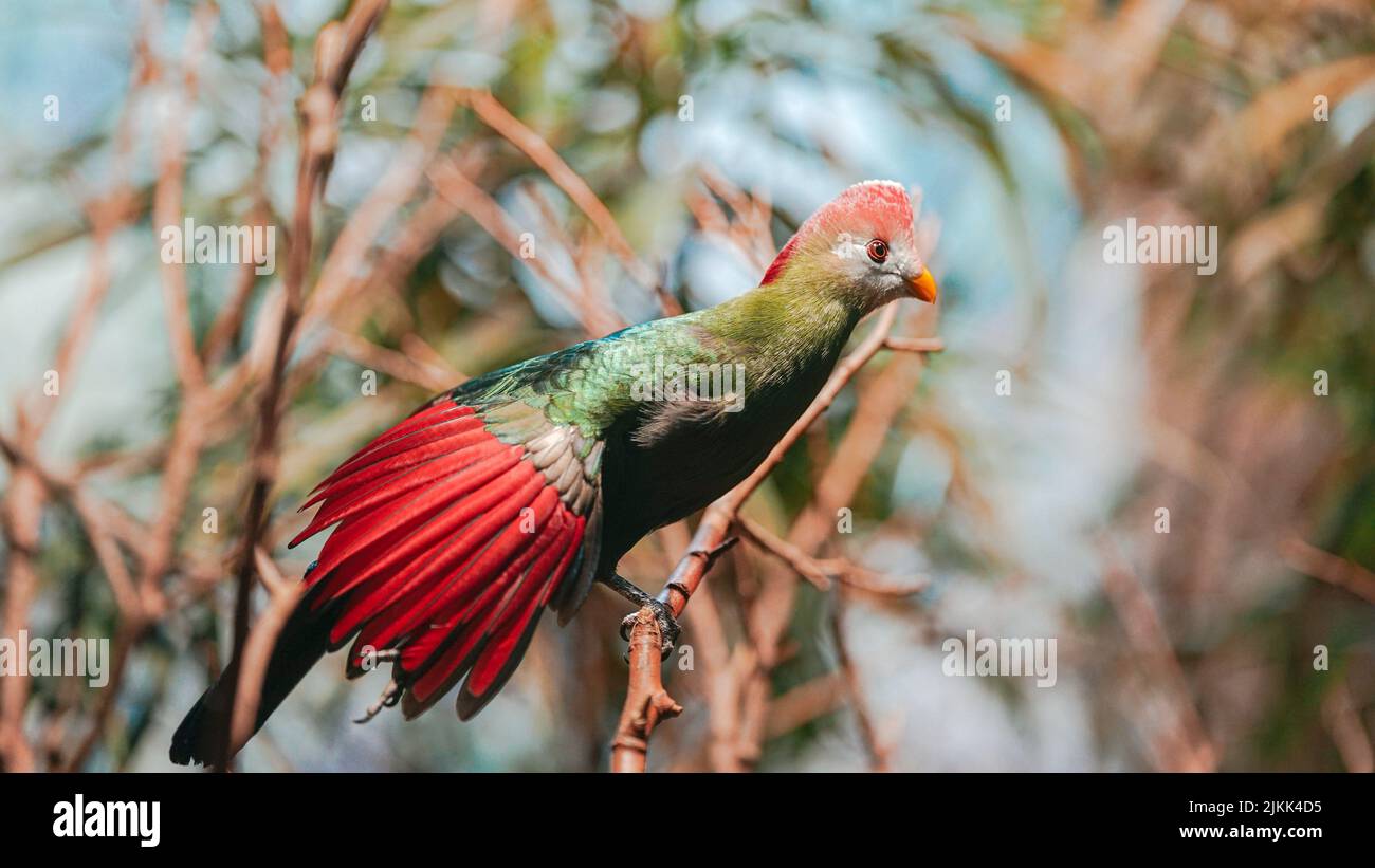 Il turaco rosso-crested è un uccello verde raro con una testa rossa. Uccello tropicale Foto Stock