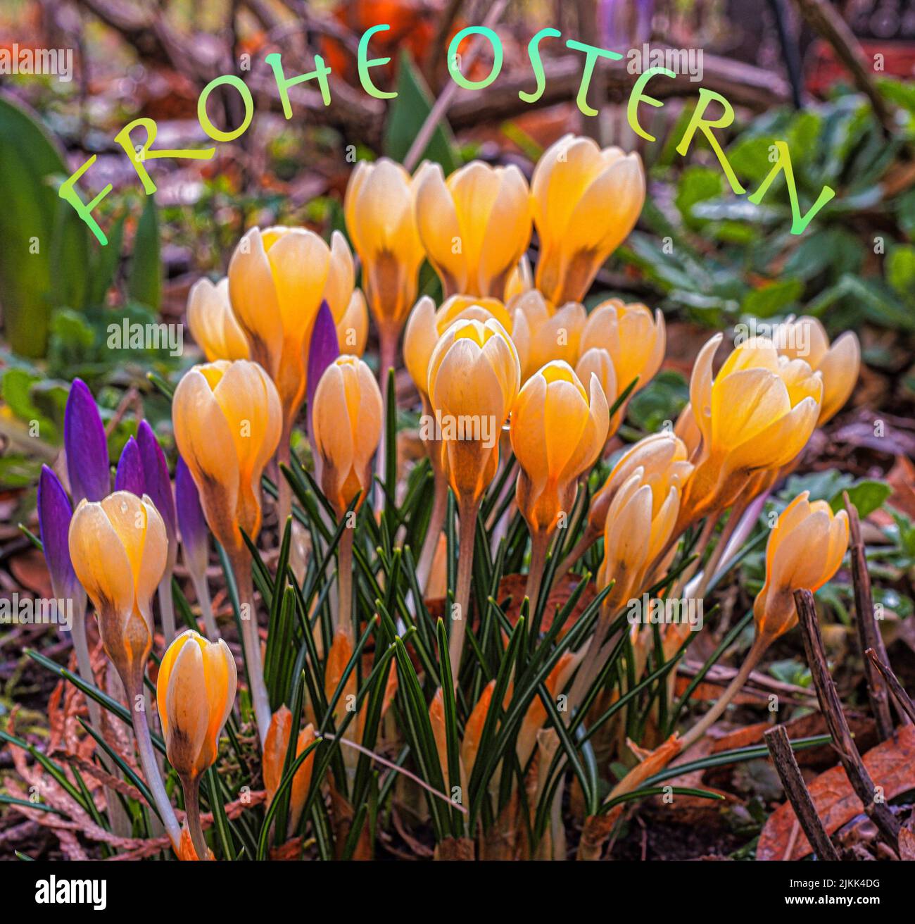 Un primo piano di fiori di cocco giallo che crescono nel Garden.A cartolina per pasqua. Foto Stock