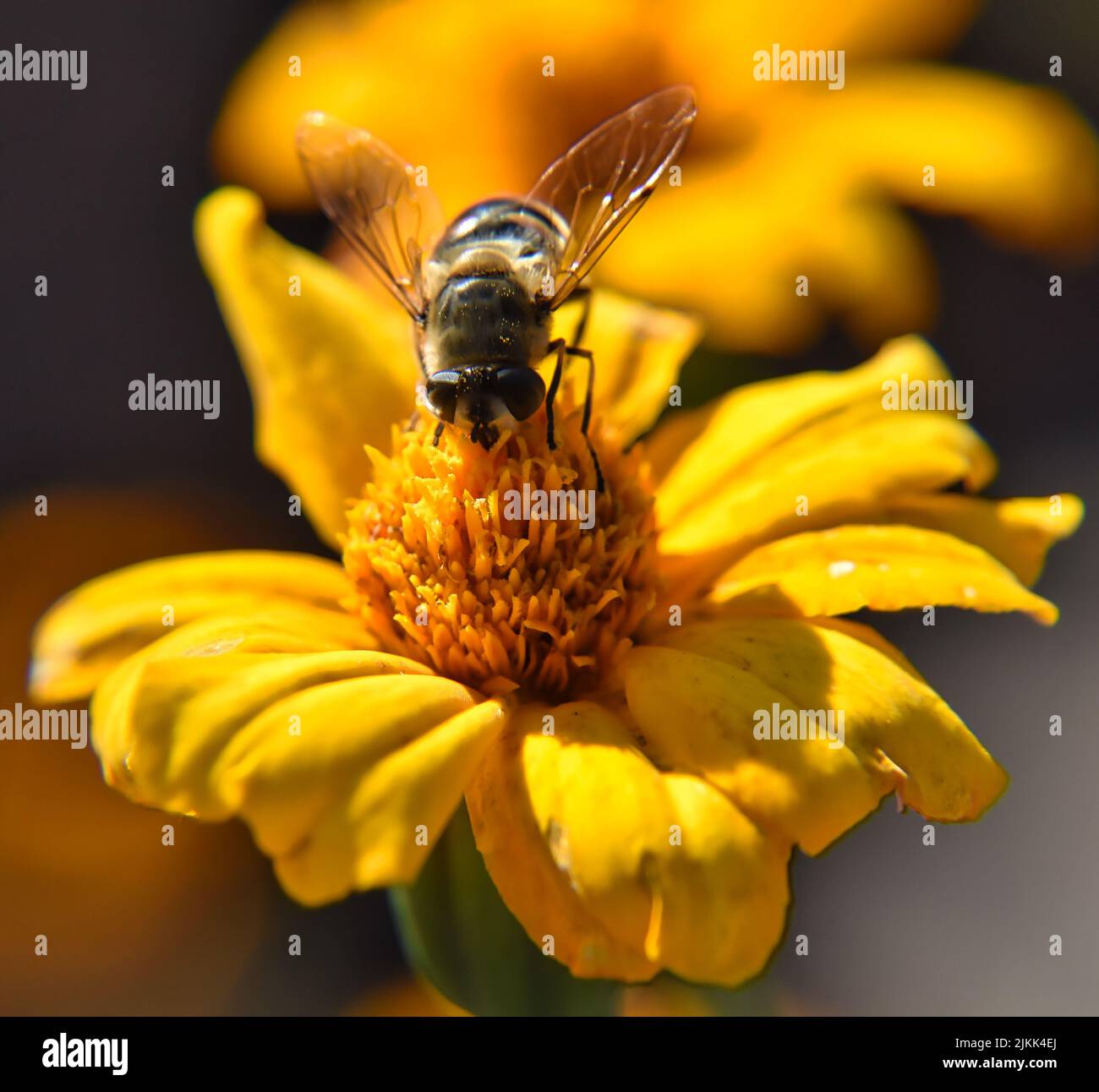 Un primo piano di un'ape su un fiore in un giardino Foto Stock