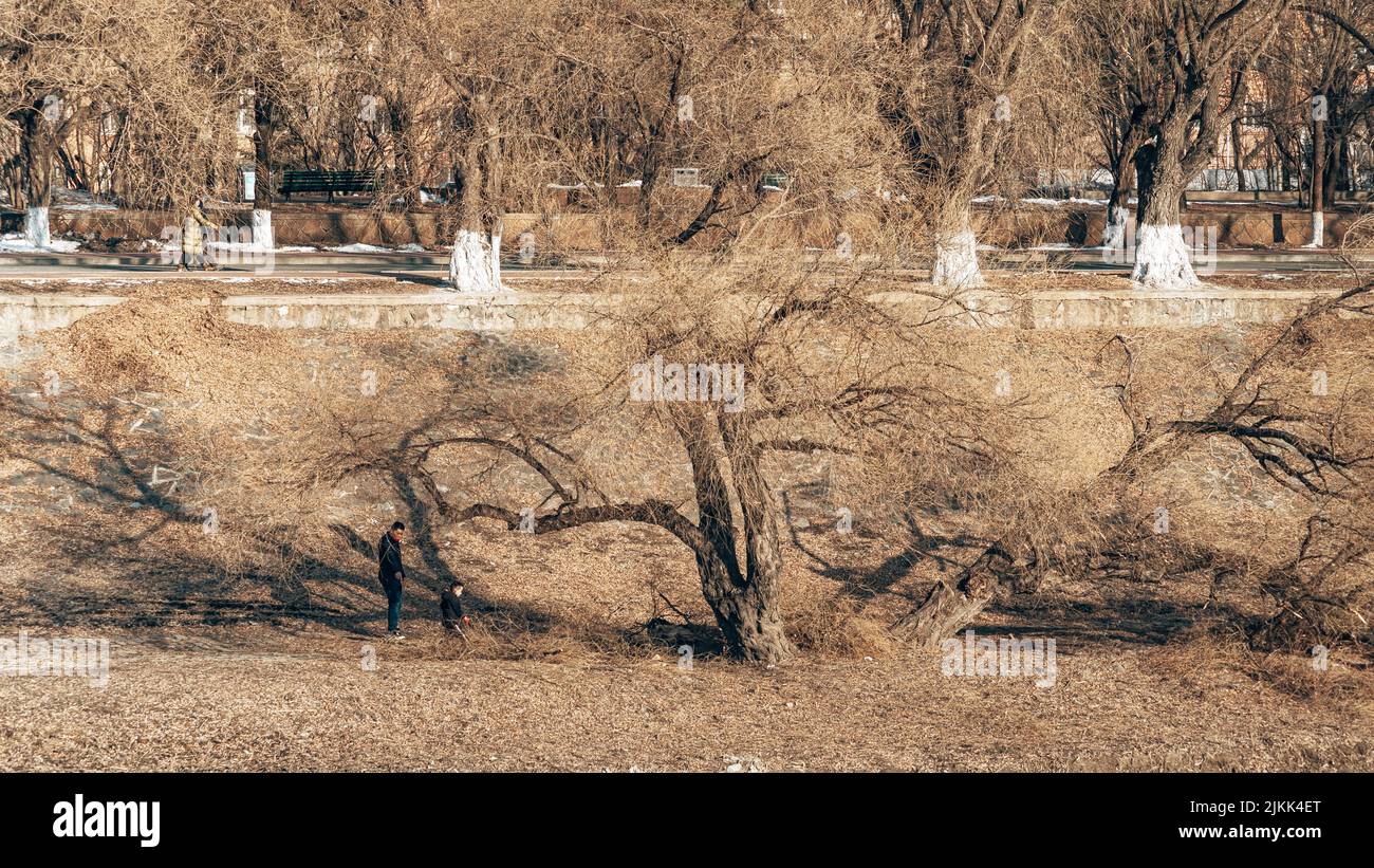 Un paesaggio autunnale con alberi e cespugli ad Harbin, Cina Foto Stock