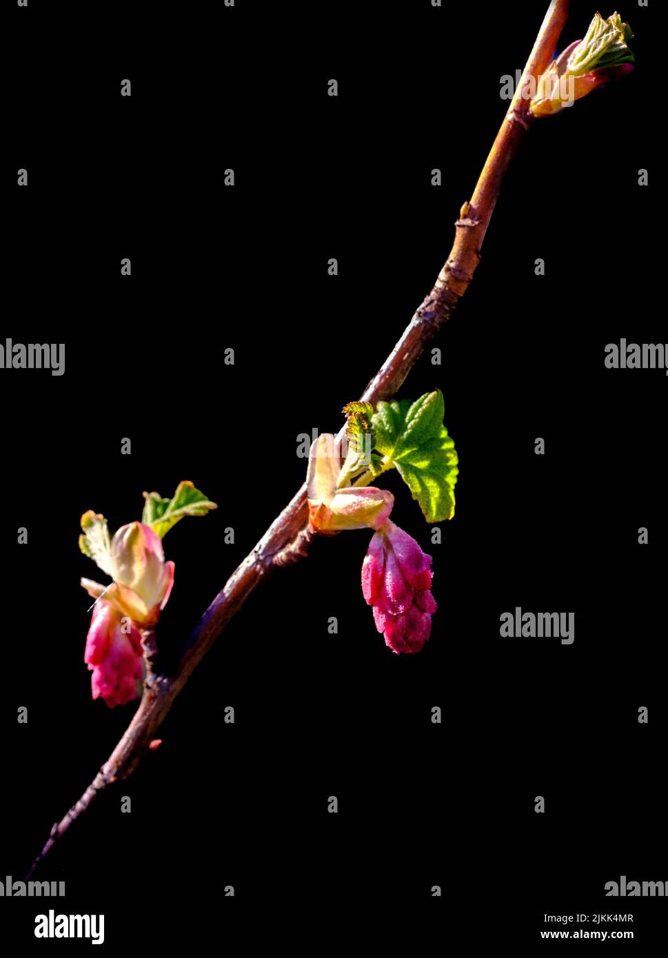 Un ribes rosso fiorito su uno sfondo nero.istantanea verticale Foto Stock