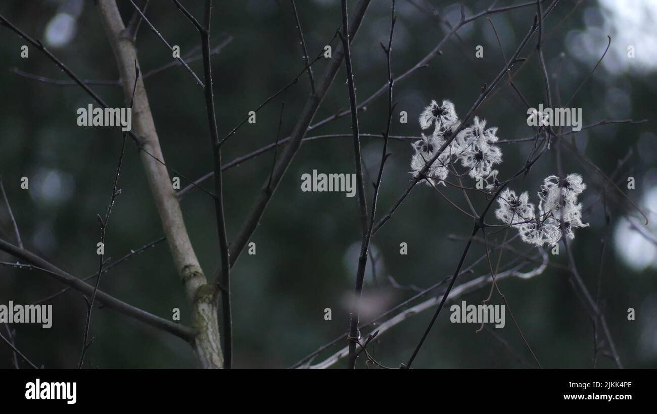 Un primo piano di fiori bianchi di ciliegio fiorisce sui rami di un albero in Baviera, Germania Foto Stock