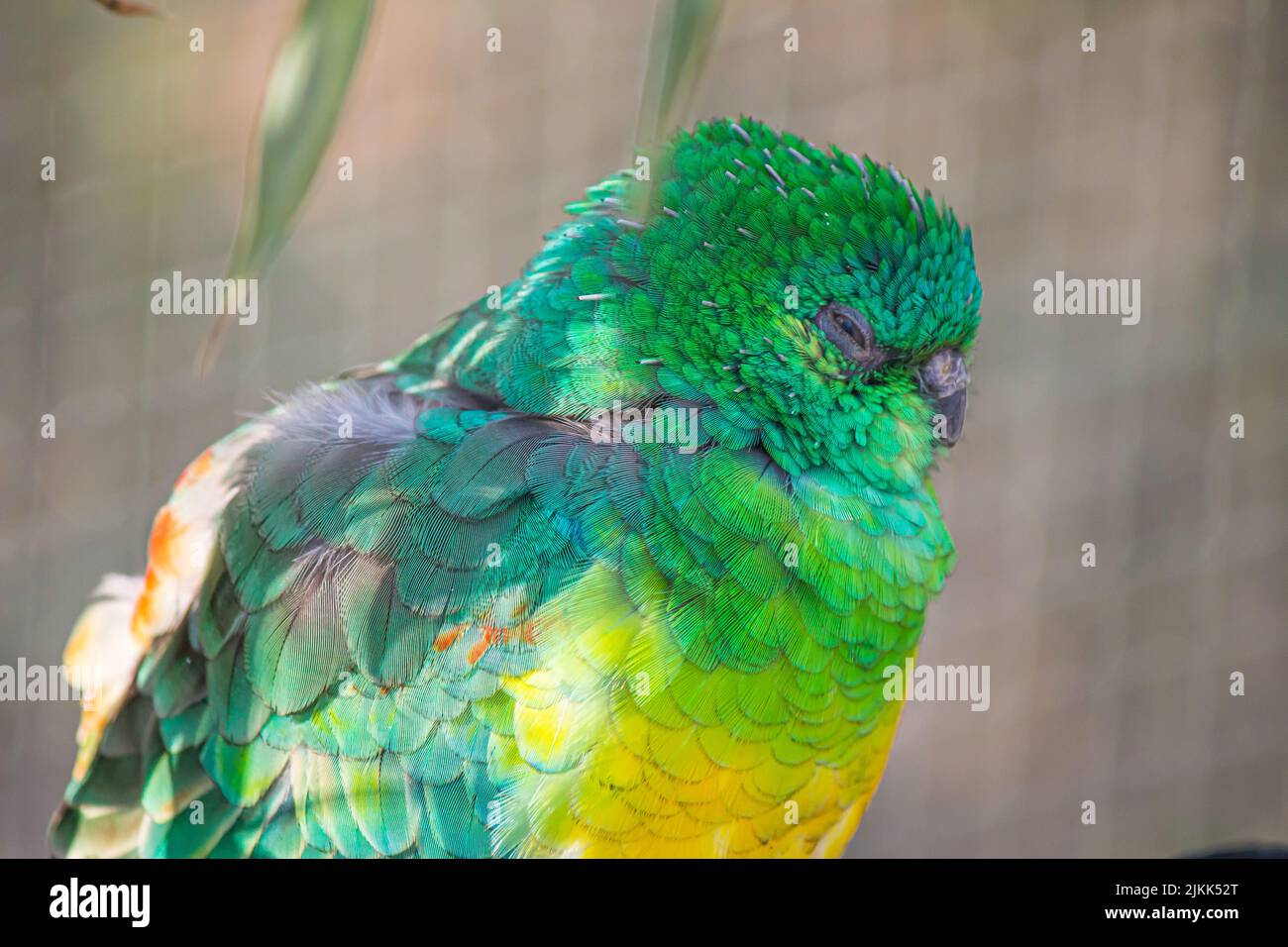 Un primo piano di un bel pappagallo colorato rosso-rumped Foto Stock