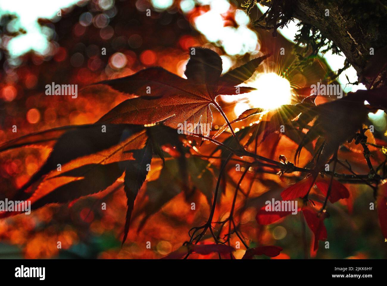 Una bella vista del sole che splende attraverso l'autunno lascia sugli alberi in una foresta Foto Stock