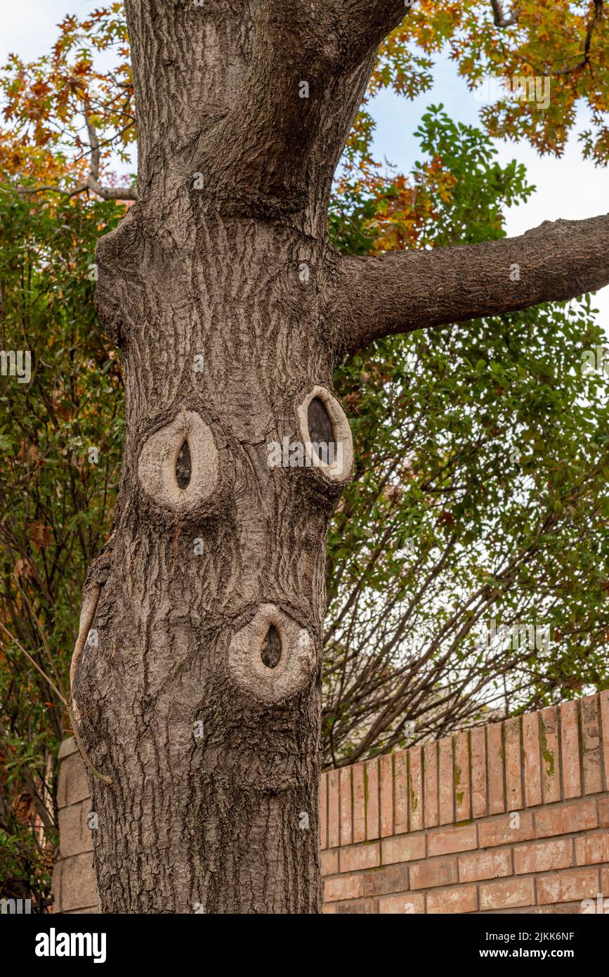 Un primo piano di una corteccia dell'albero con i nodi in McKinney, Texas Foto Stock