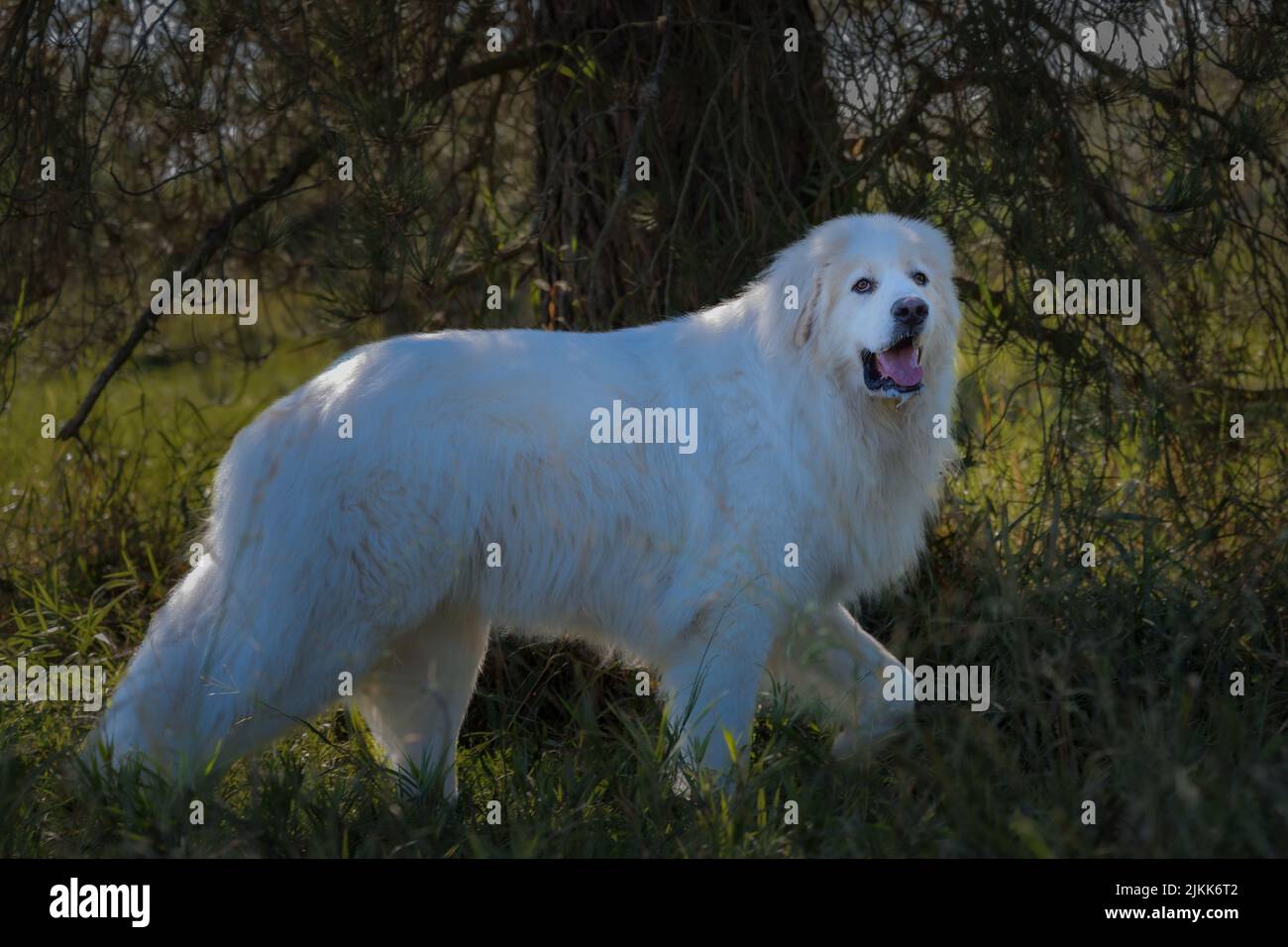 Un tiro selettivo di fuoco di un cane dei grandi Pirenei a Marymoor Park, Redmond, Washington Foto Stock